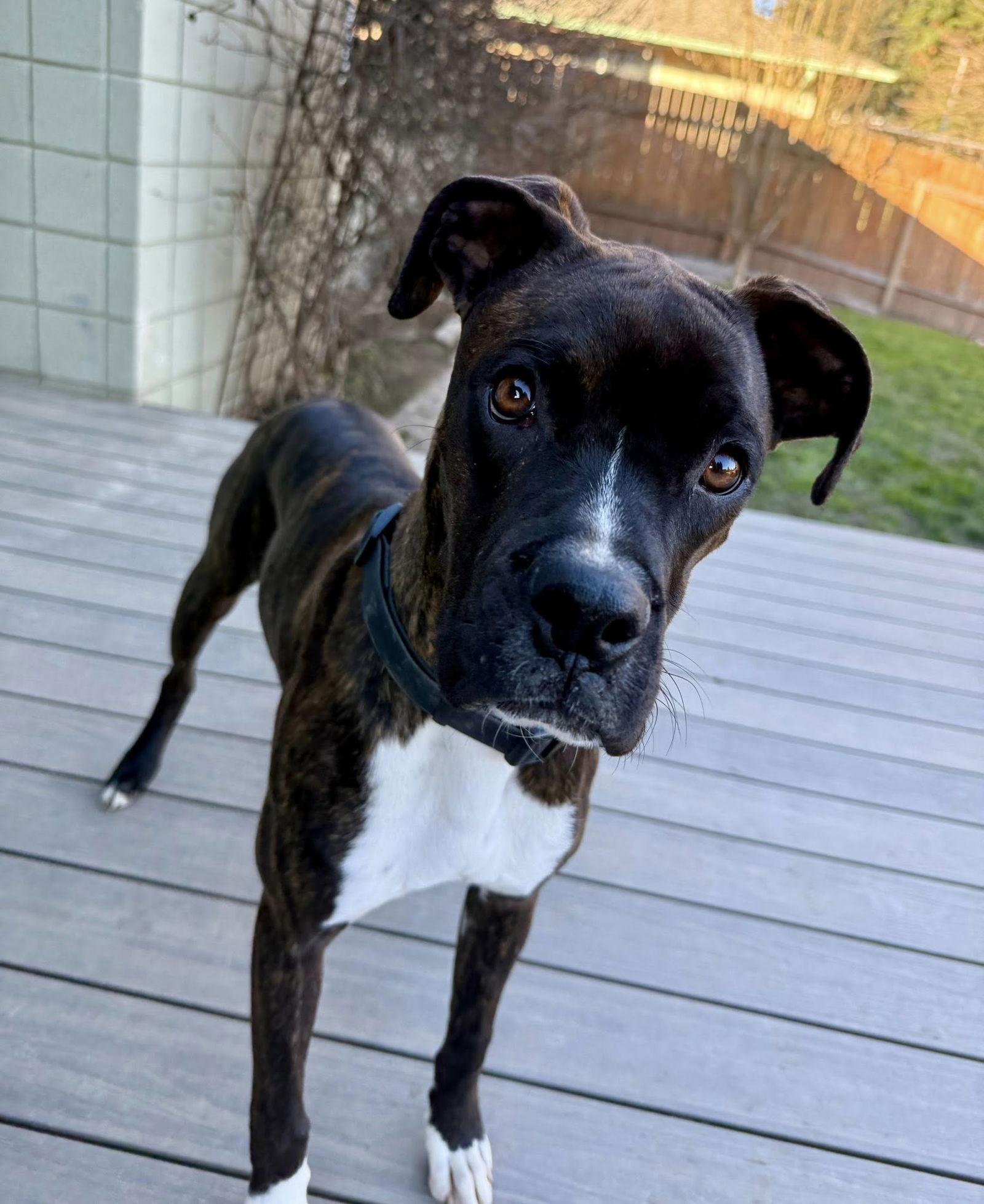 Rocky 2026-1, a Adoptable Boxer in McMinnville, OR image 1/3