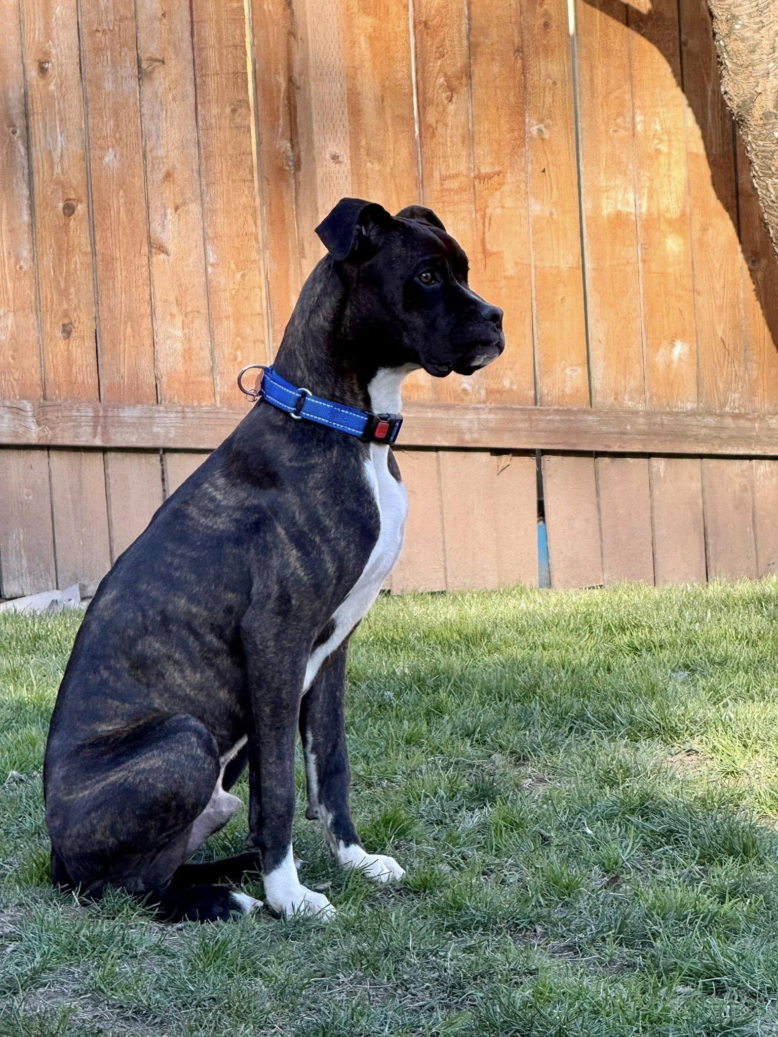 Rocky 2026-1, a Adoptable Boxer in McMinnville, OR image 3/3