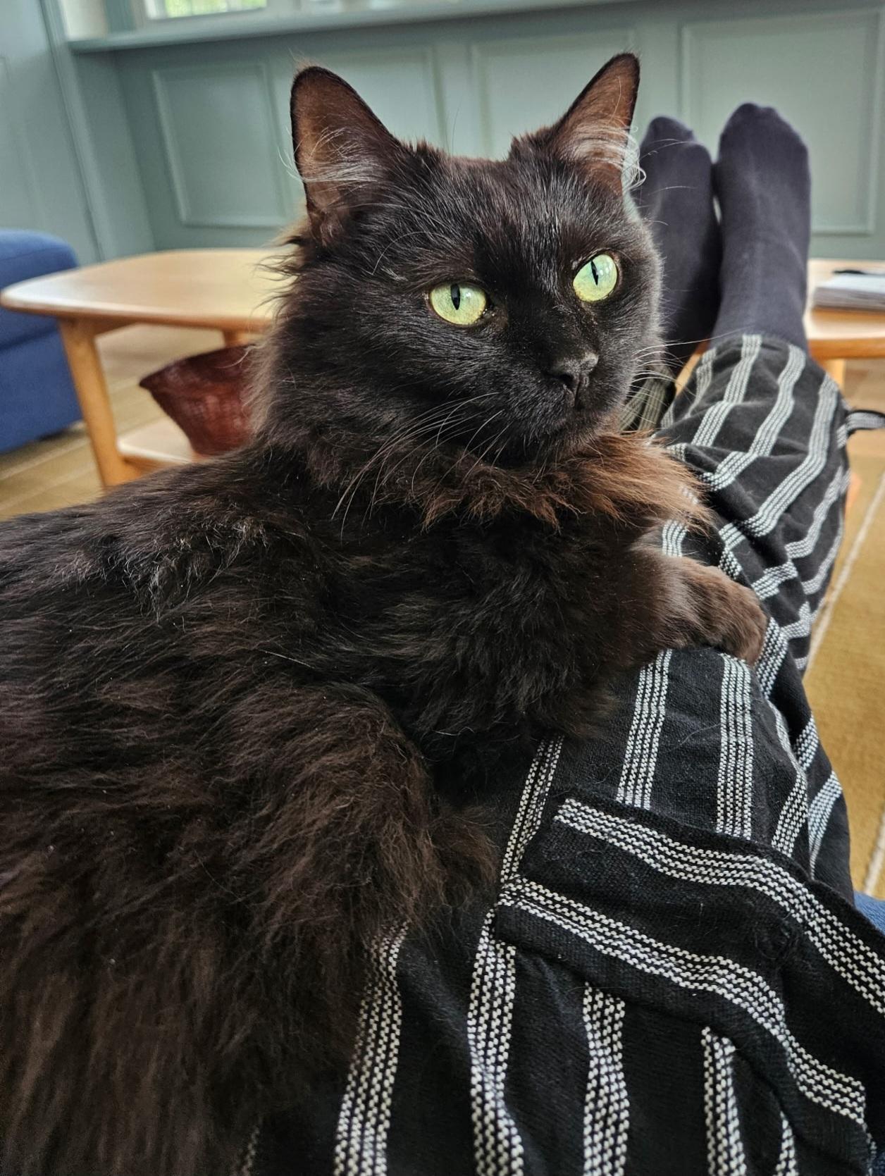 Prince, ADOPTABLE, Adult Male Domestic Medium Hair.