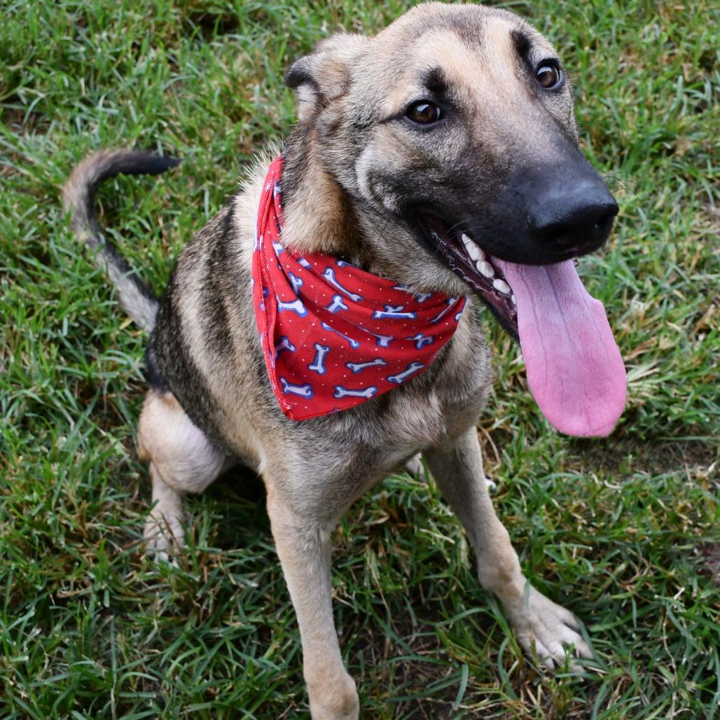 Enlarge Stuart, a Adoptable Belgian Shepherd / Malinois in Beaumont, TX image 1/5
