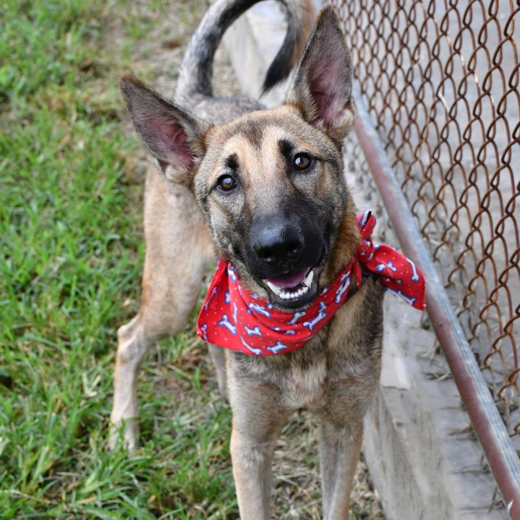 Enlarge Stuart, a Adoptable Belgian Shepherd / Malinois in Beaumont, TX image 2/5