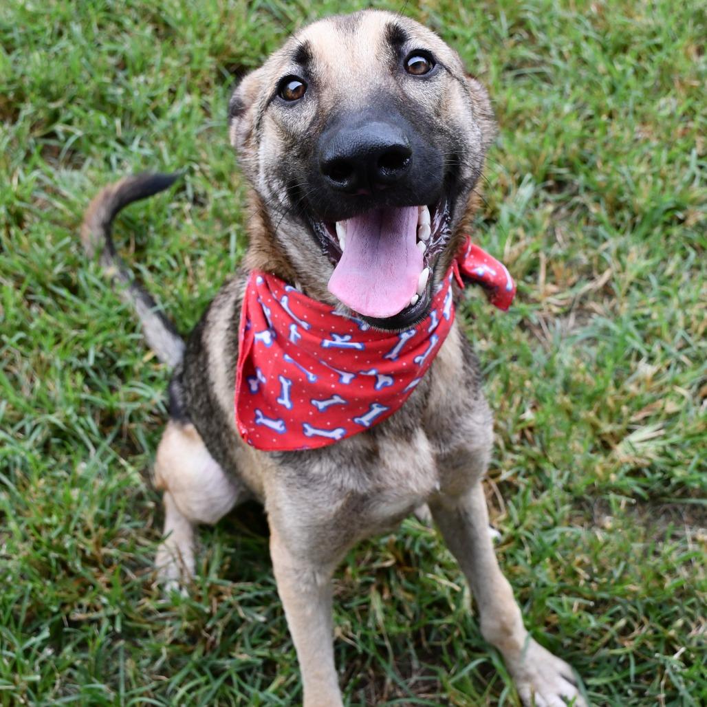 Enlarge Stuart, a Adoptable Belgian Shepherd / Malinois in Beaumont, TX image 3/5