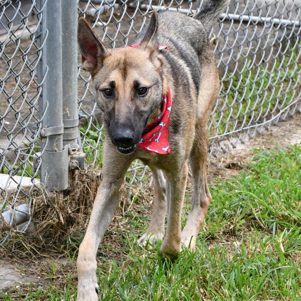 Enlarge Stuart, a Adoptable Belgian Shepherd / Malinois in Beaumont, TX image 4/5