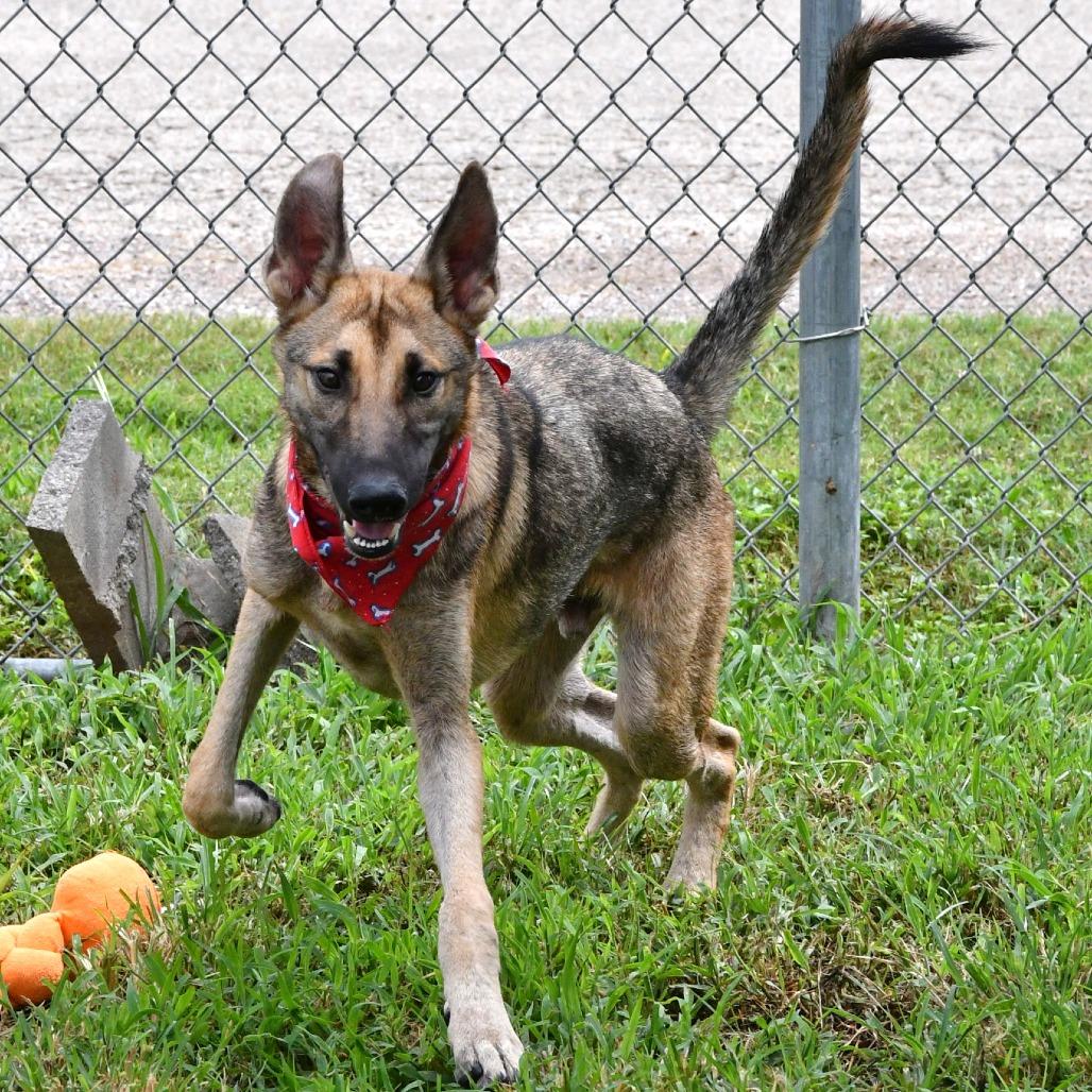 Enlarge Stuart, a Adoptable Belgian Shepherd / Malinois in Beaumont, TX image 5/5