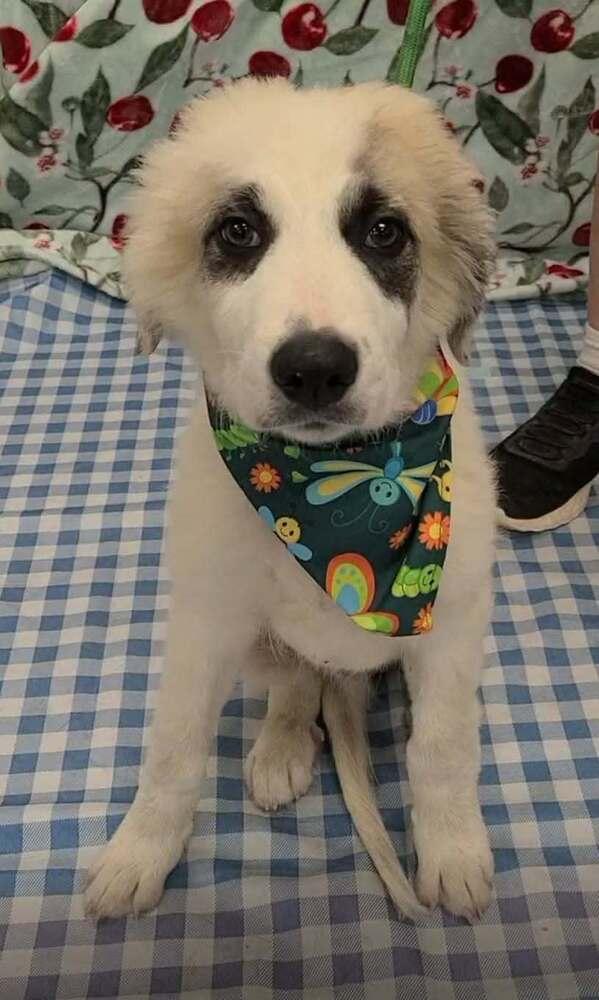 Enlarge Marlin (AL), a Adoptable mixed breed in New York, NY image 1/3