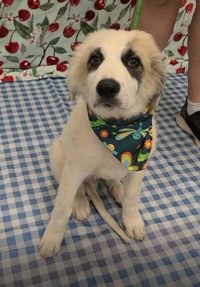 Enlarge Marlin (AL), a Adoptable mixed breed in New York, NY image 2/3