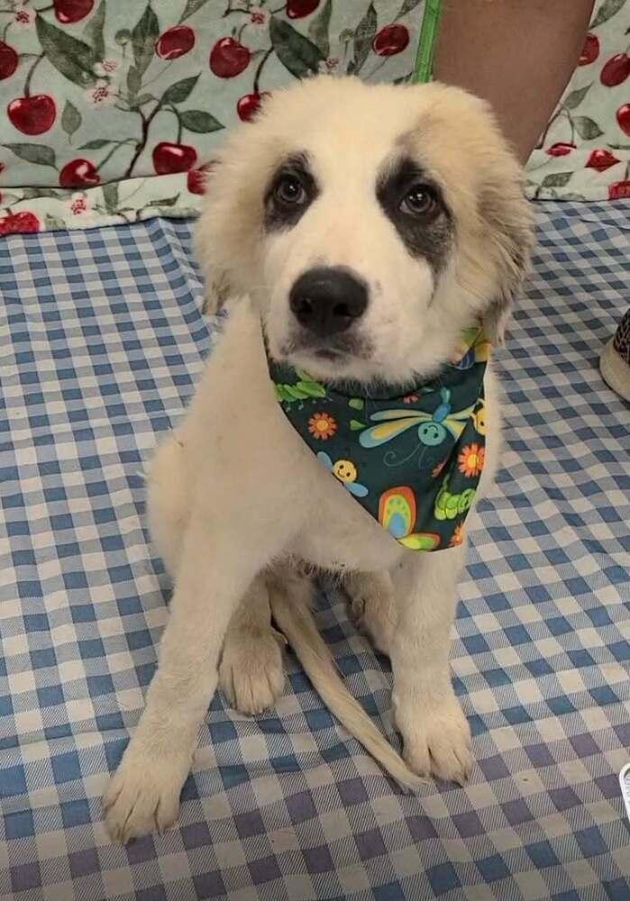 Enlarge Marlin (AL), a Adoptable mixed breed in New York, NY image 3/3
