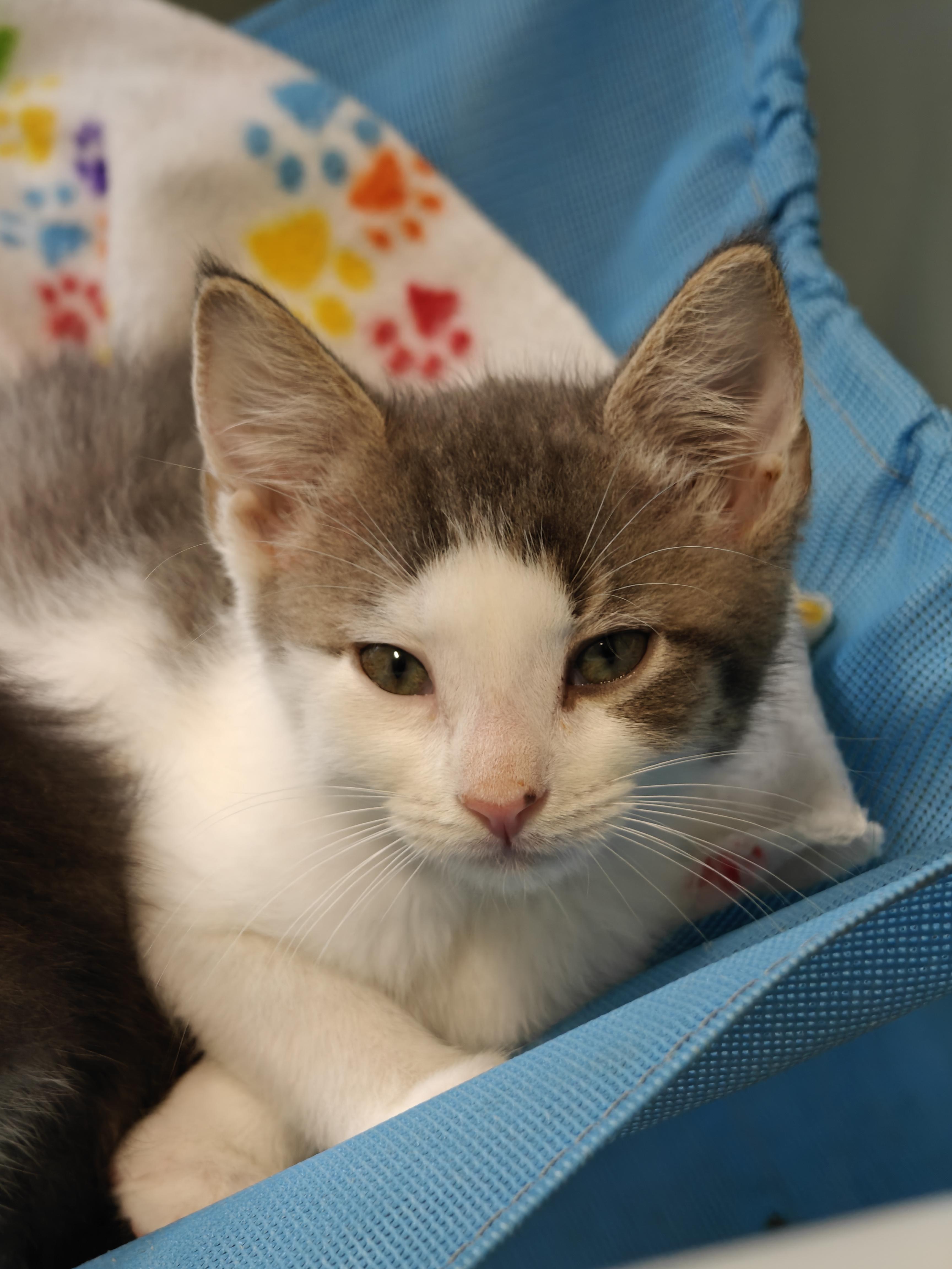 Enlarge Smith, a Adoptable Domestic Short Hair in New Britain, CT image 2/5