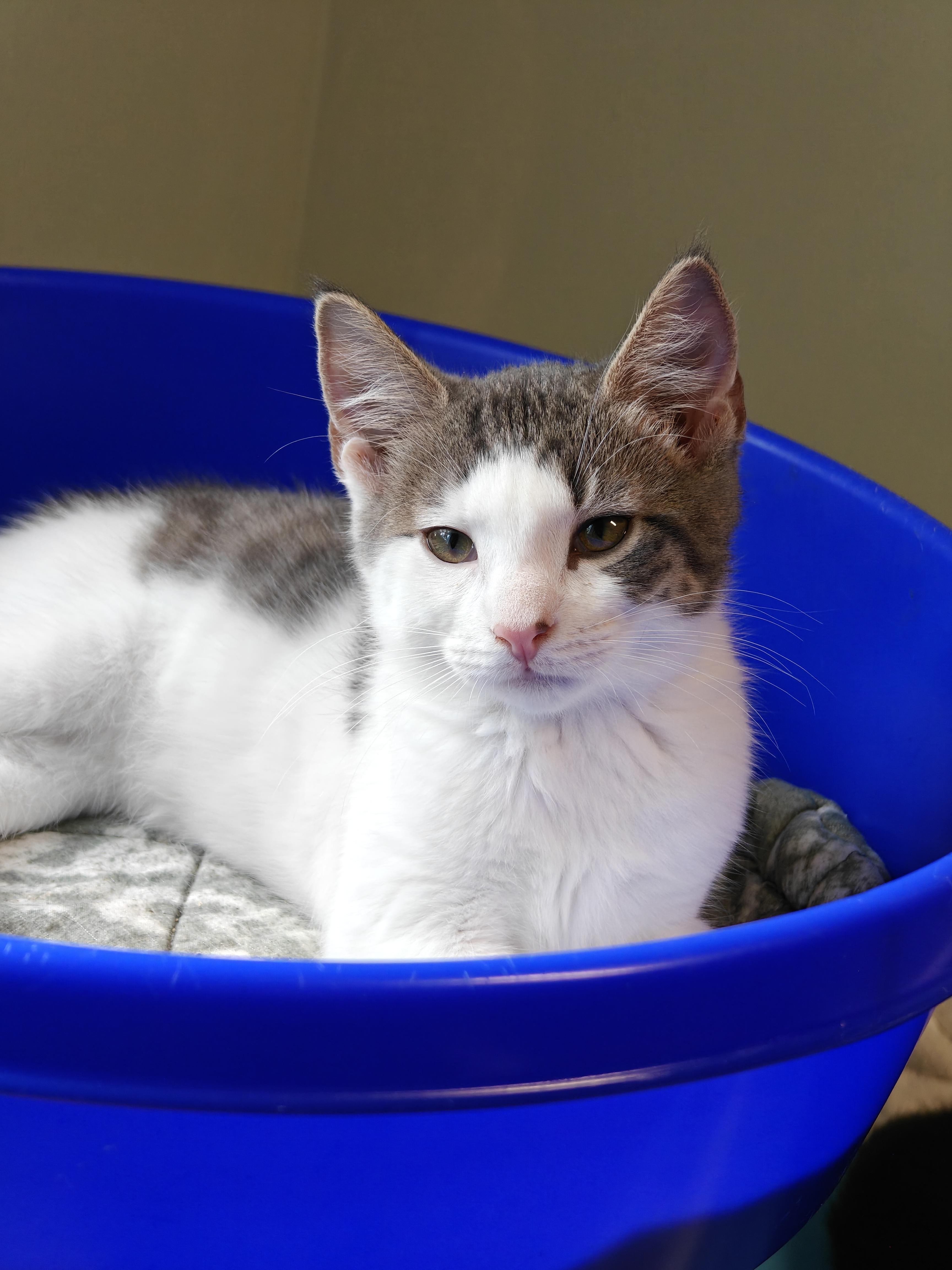 Smith, Adoptable, Kitten Male Domestic Short Hair.
