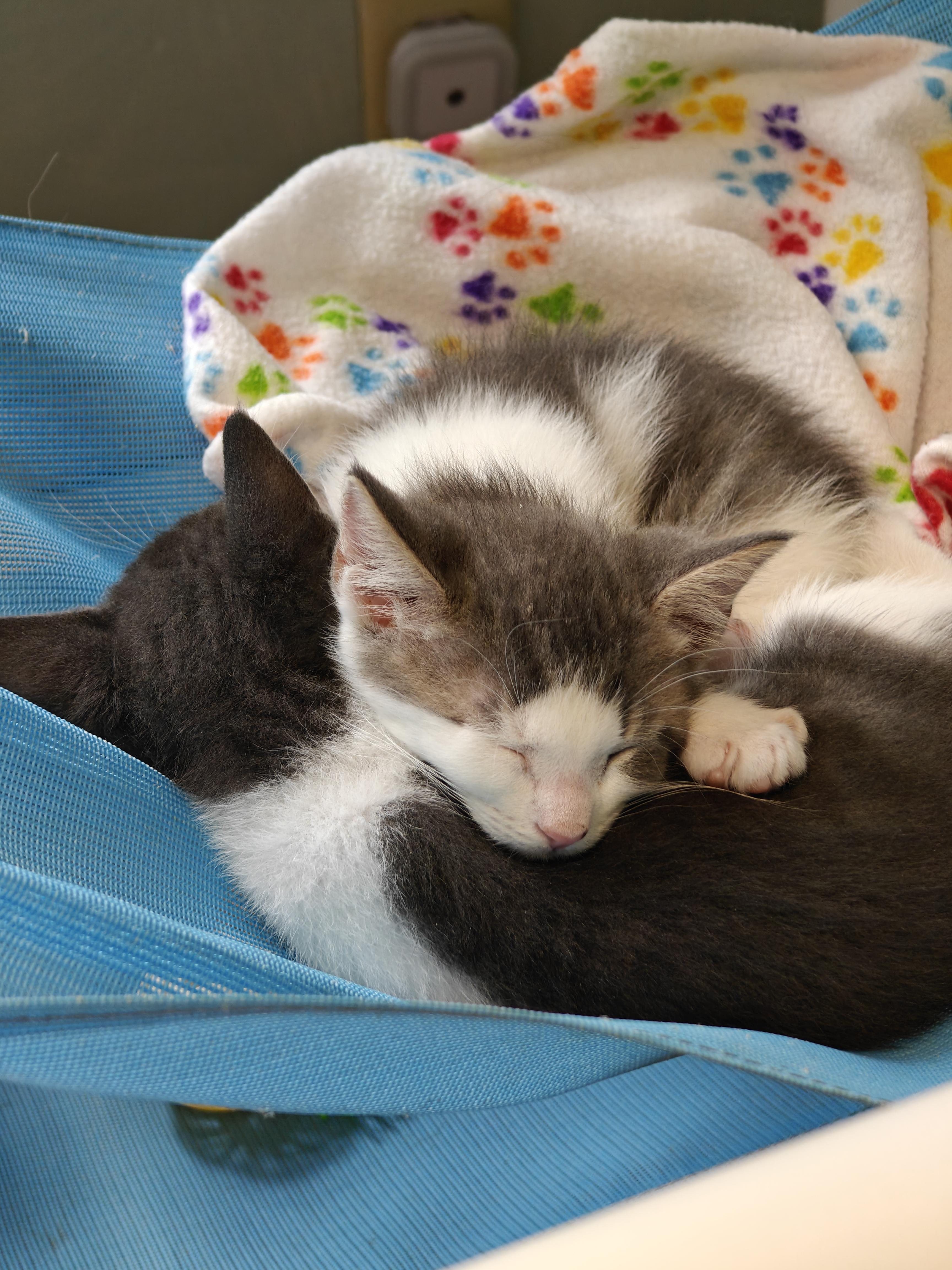 Enlarge Smith, a Adoptable Domestic Short Hair in New Britain, CT image 4/5