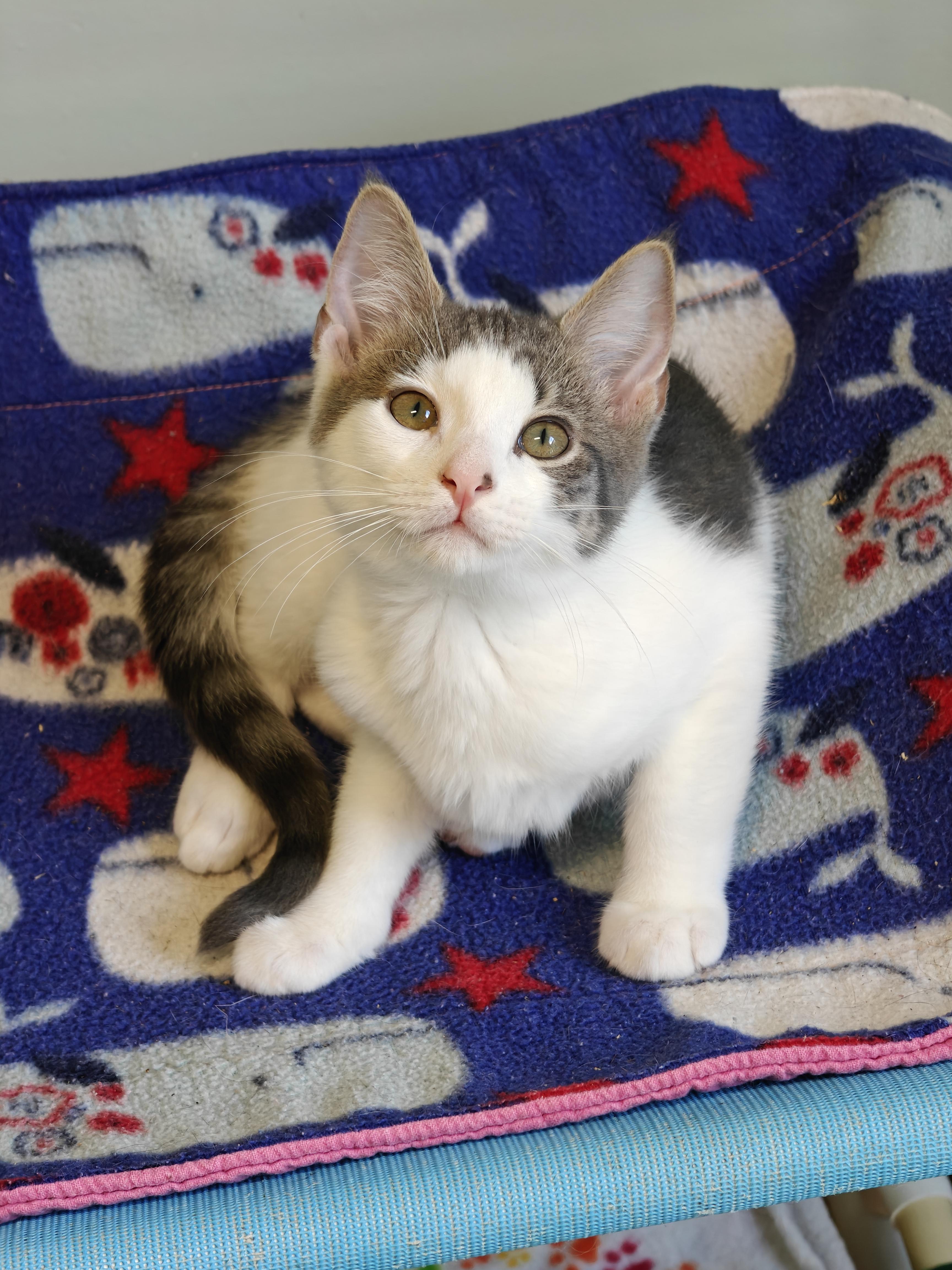 Enlarge Smith, a Adoptable Domestic Short Hair in New Britain, CT image 3/5