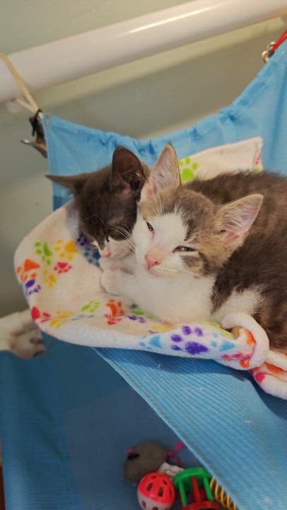 Enlarge Smith, a Adoptable Domestic Short Hair in New Britain, CT video 5/5