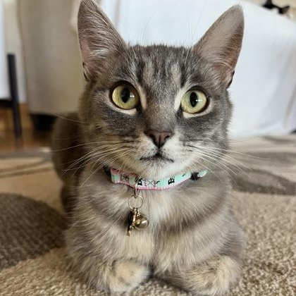 Betsy, adopted, Adult Female Domestic Short Hair.