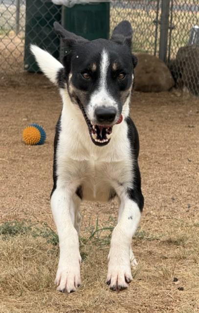 LIGHTNING, Adoptable, Young Male Border Collie & Mixed Breed.