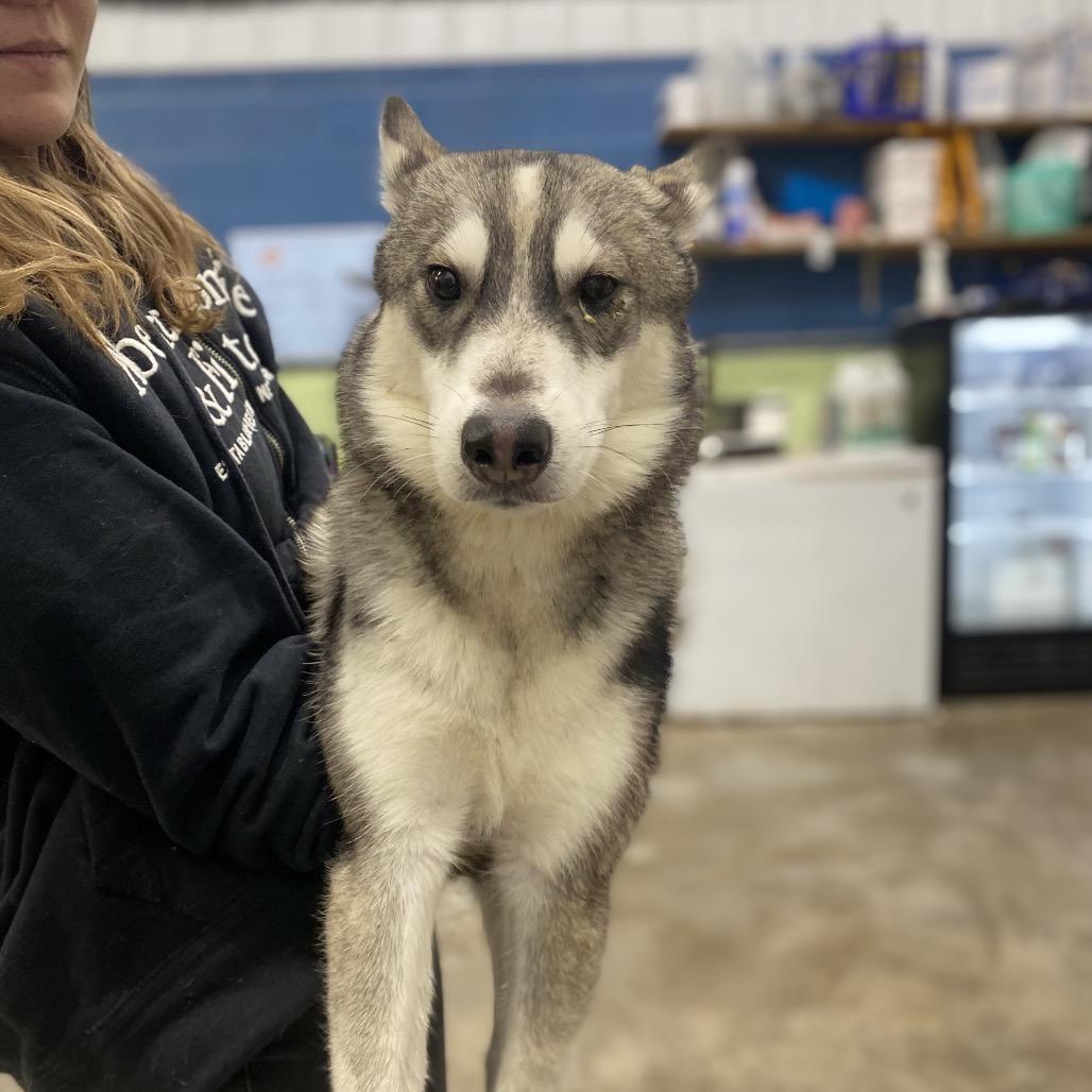 Wolfie, Adoptable, Young Male Husky.