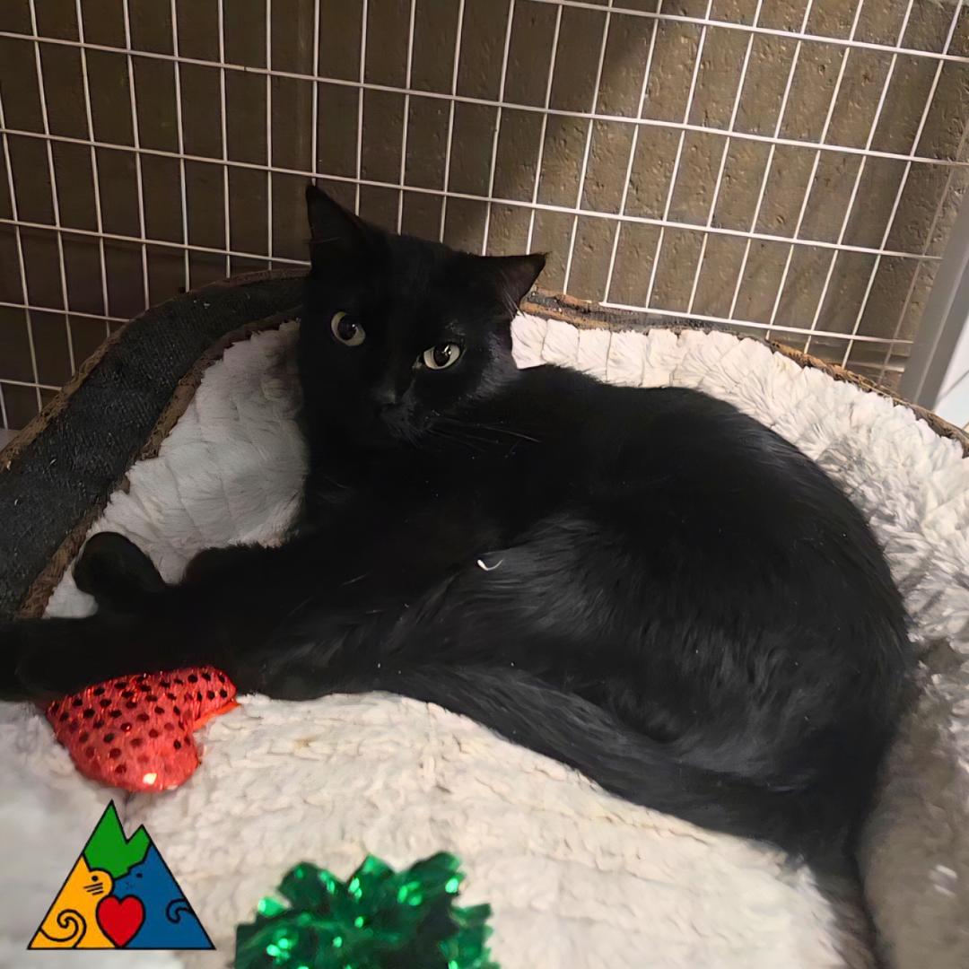 Megatron, ADOPTABLE, Young Female Domestic Short Hair.