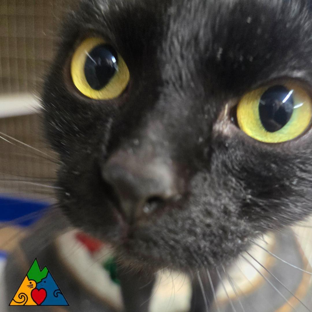 Megatron, a ADOPTABLE Domestic Short Hair in Douglas, WY image 2/3