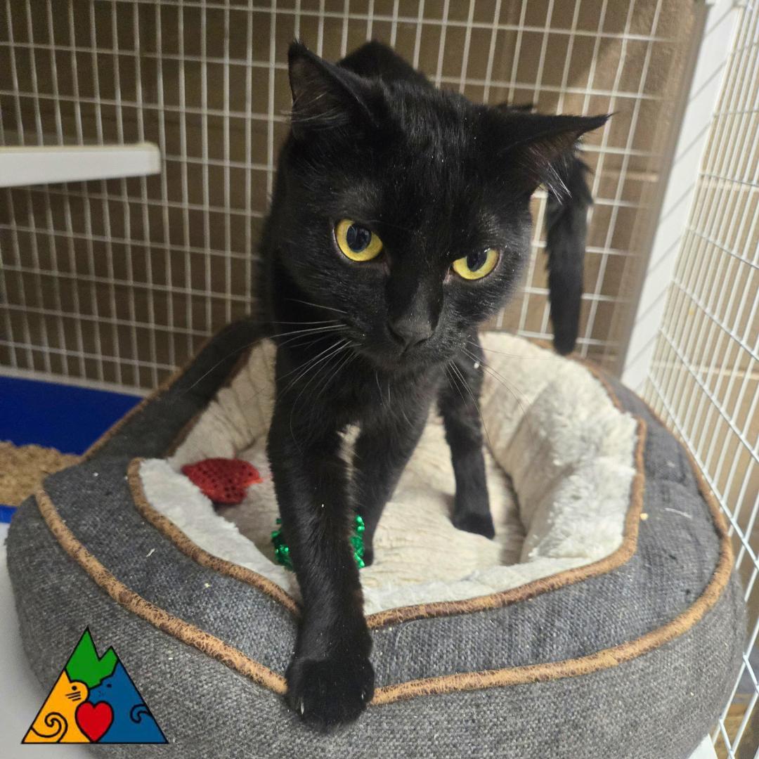 Megatron, a ADOPTABLE Domestic Short Hair in Douglas, WY image 3/3