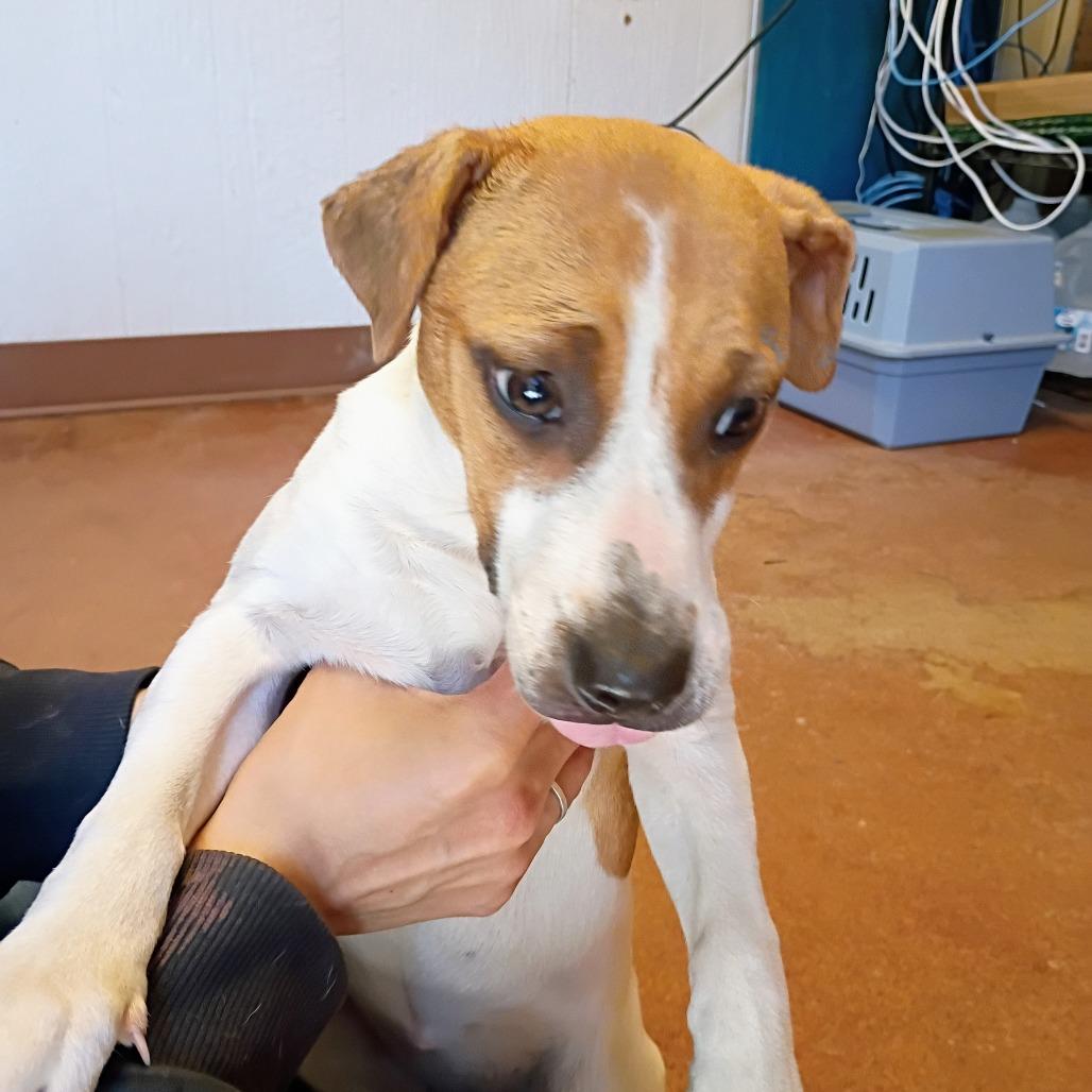 Enlarge Dottie(Red), a Adoptable Mixed Breed in Clarksville, AR image 1/3