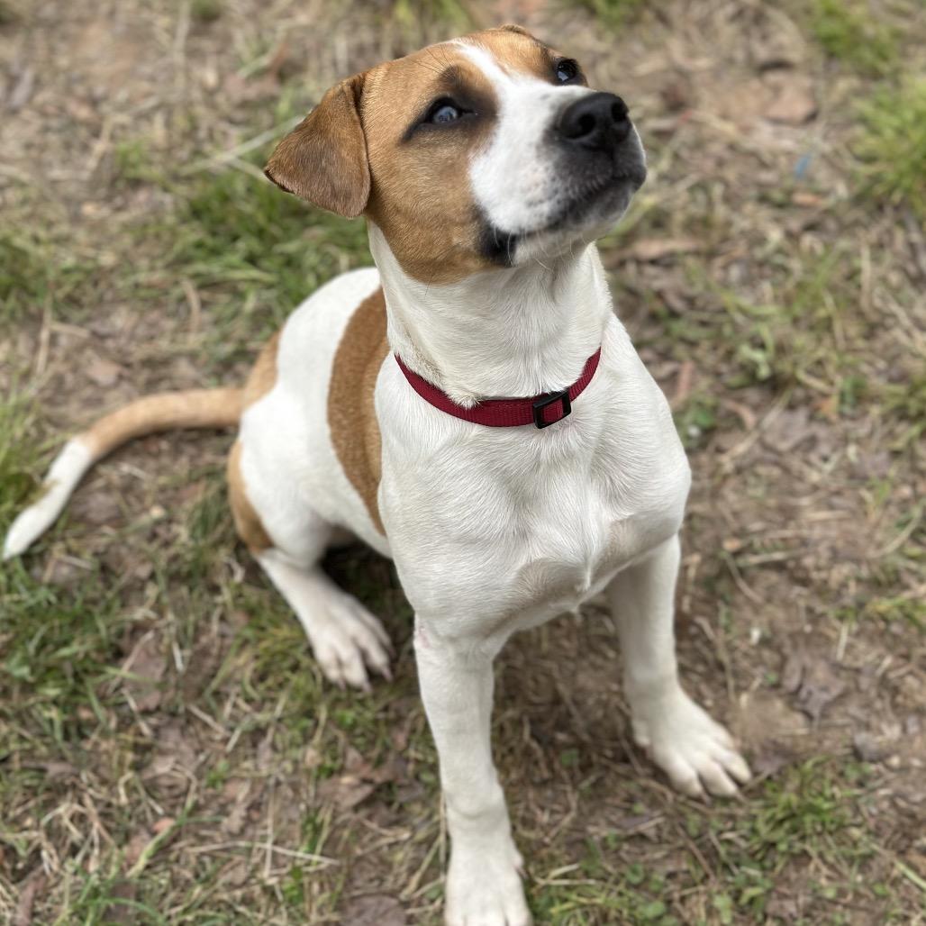 Enlarge Dottie(Red), a Adoptable Mixed Breed in Clarksville, AR image 3/3
