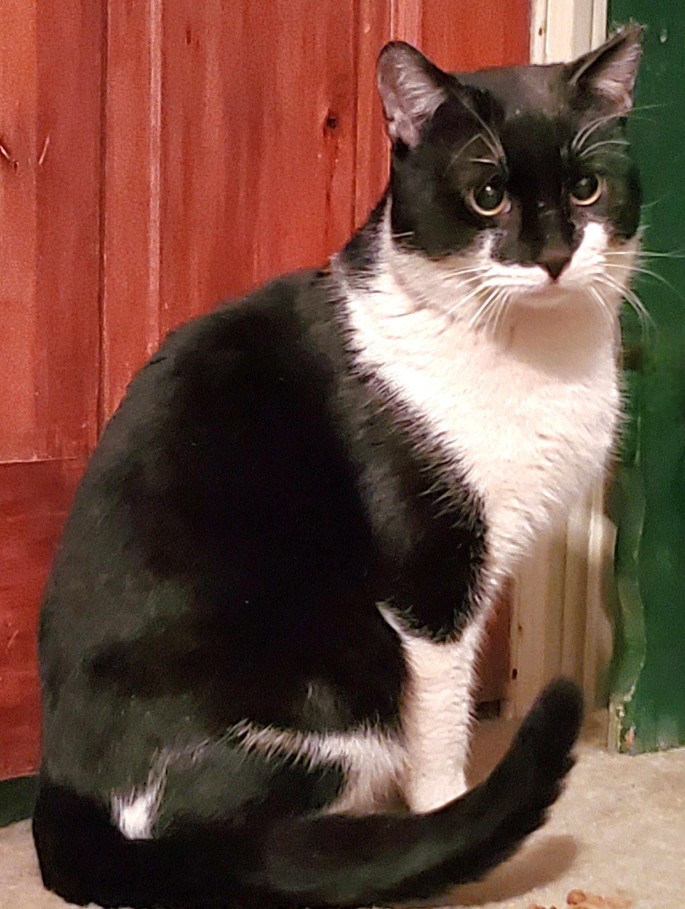 Devon, Adult Male unknown