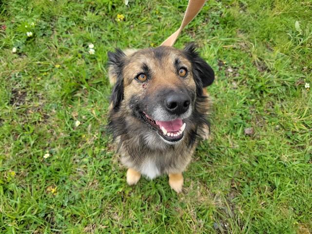 RANGO, Adoptable, Adult Male German Shepherd Dog & Mixed Breed.