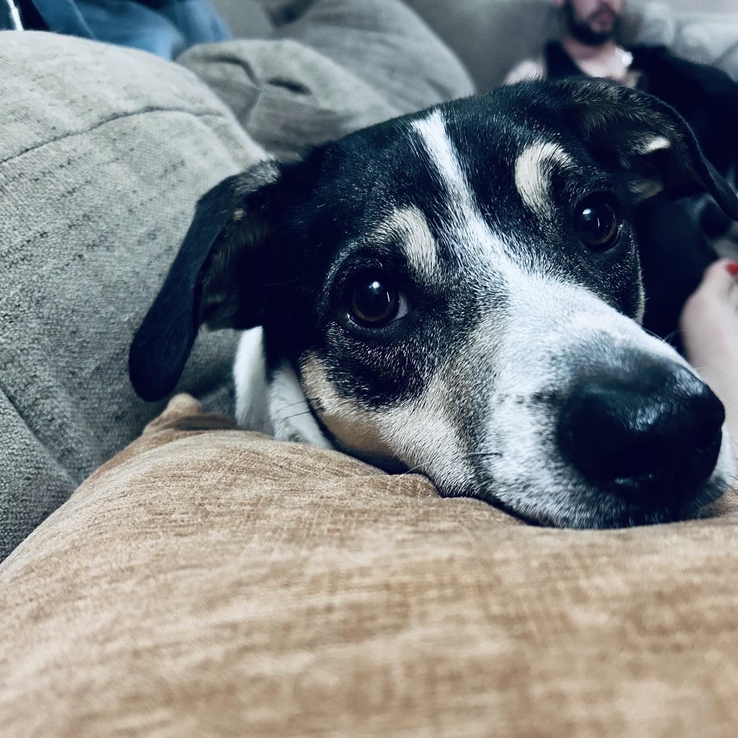 DYSON, ADOPTABLE, Young Male Rat Terrier & Mixed Breed.