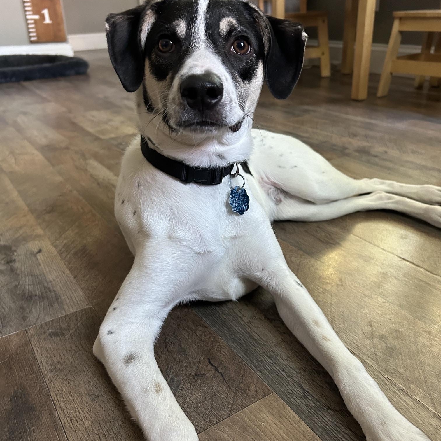 Enlarge DYSON, a ADOPTABLE mixed breed in Chicopee, MA image 3/5