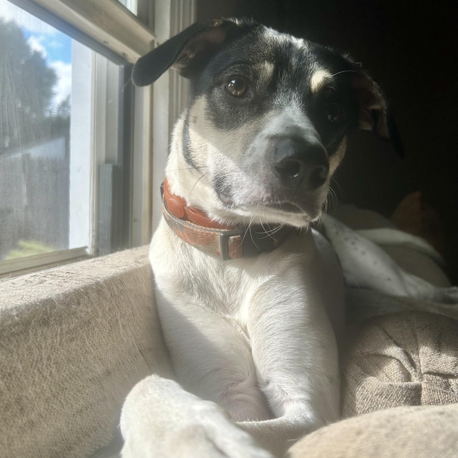 Enlarge DYSON, a ADOPTABLE mixed breed in Chicopee, MA image 2/5