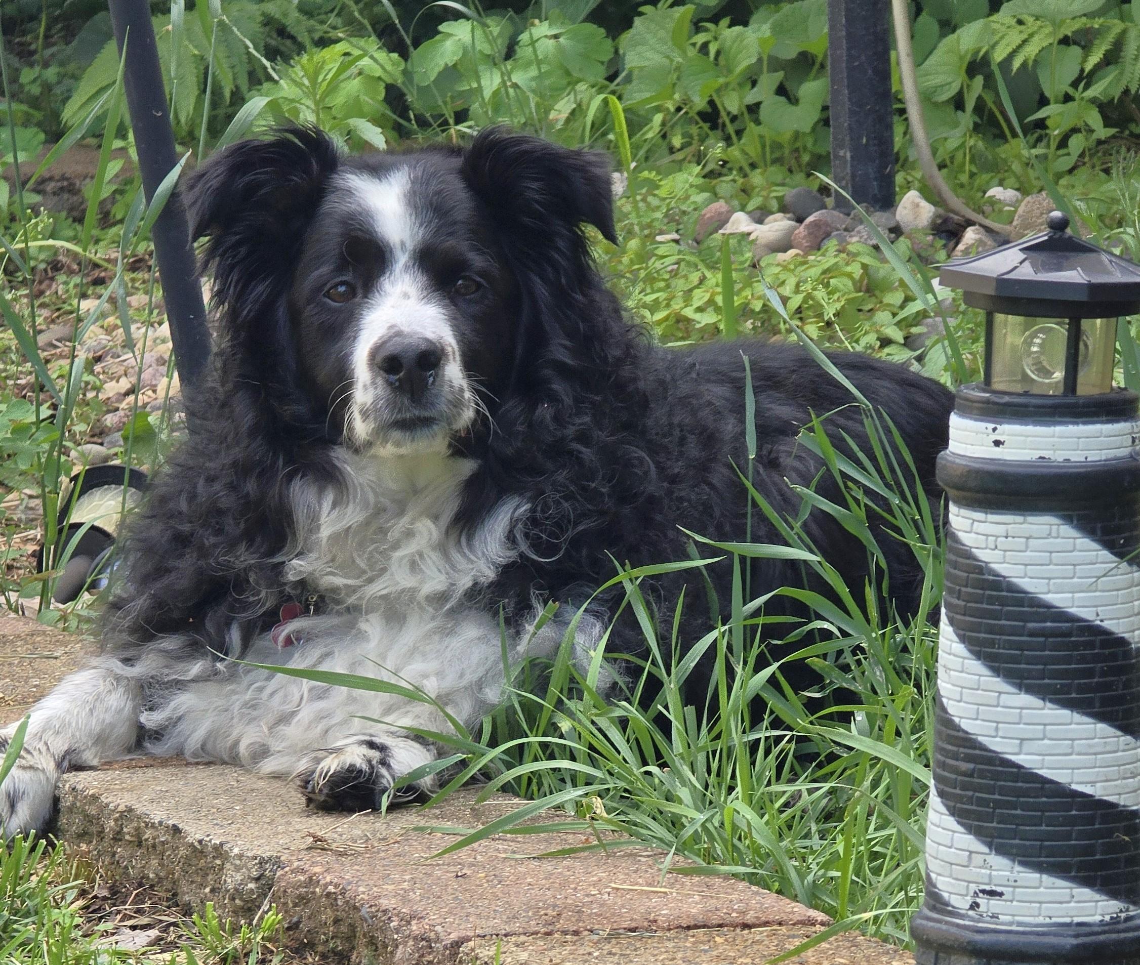 Trinket (Adopt or Foster-to-Adopt), a Adoptable Australian Shepherd in Minneapolis, MN image 2/6