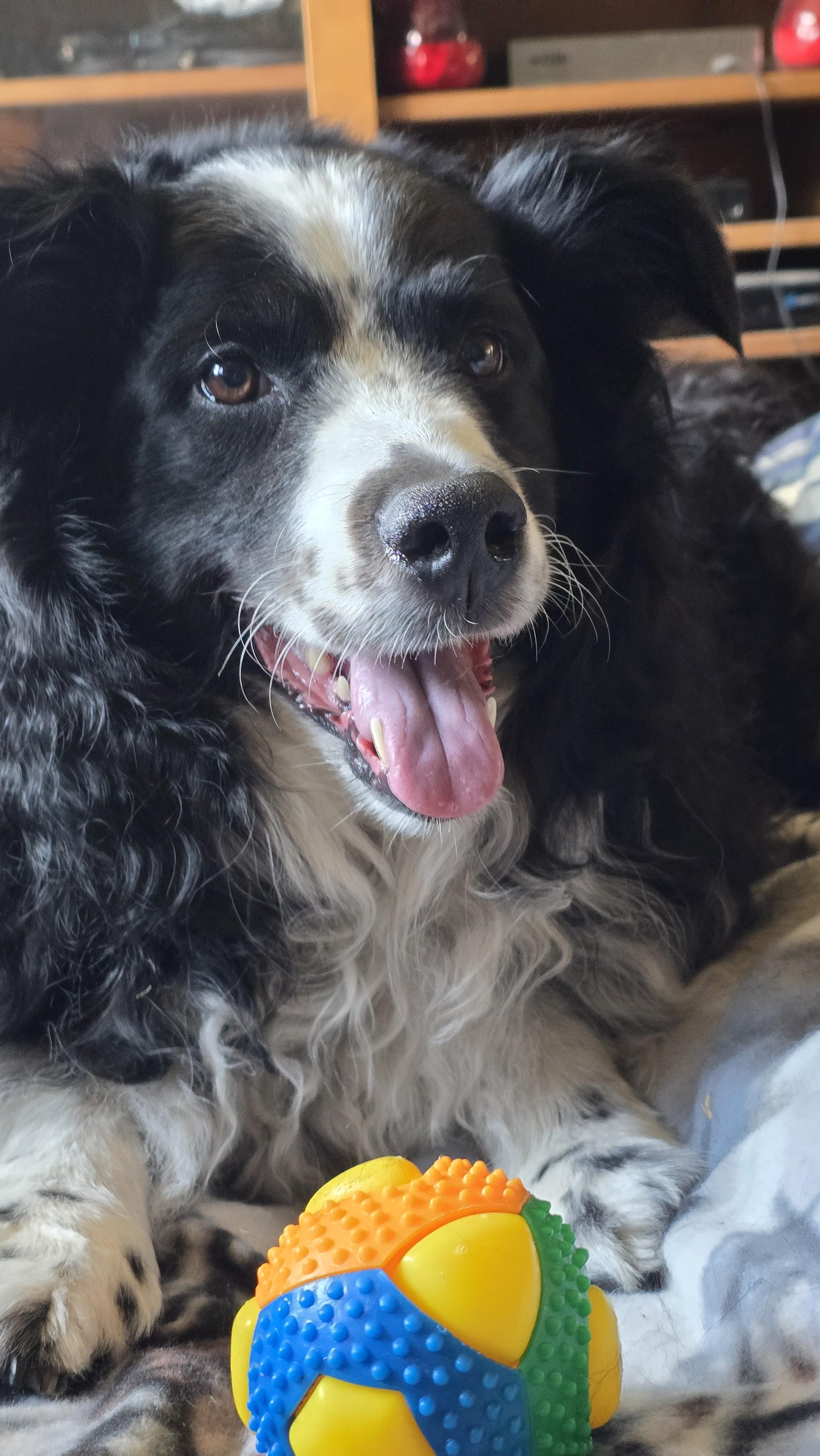 Trinket (Adopt or Foster-to-Adopt), Adoptable, Senior Male Australian Shepherd.