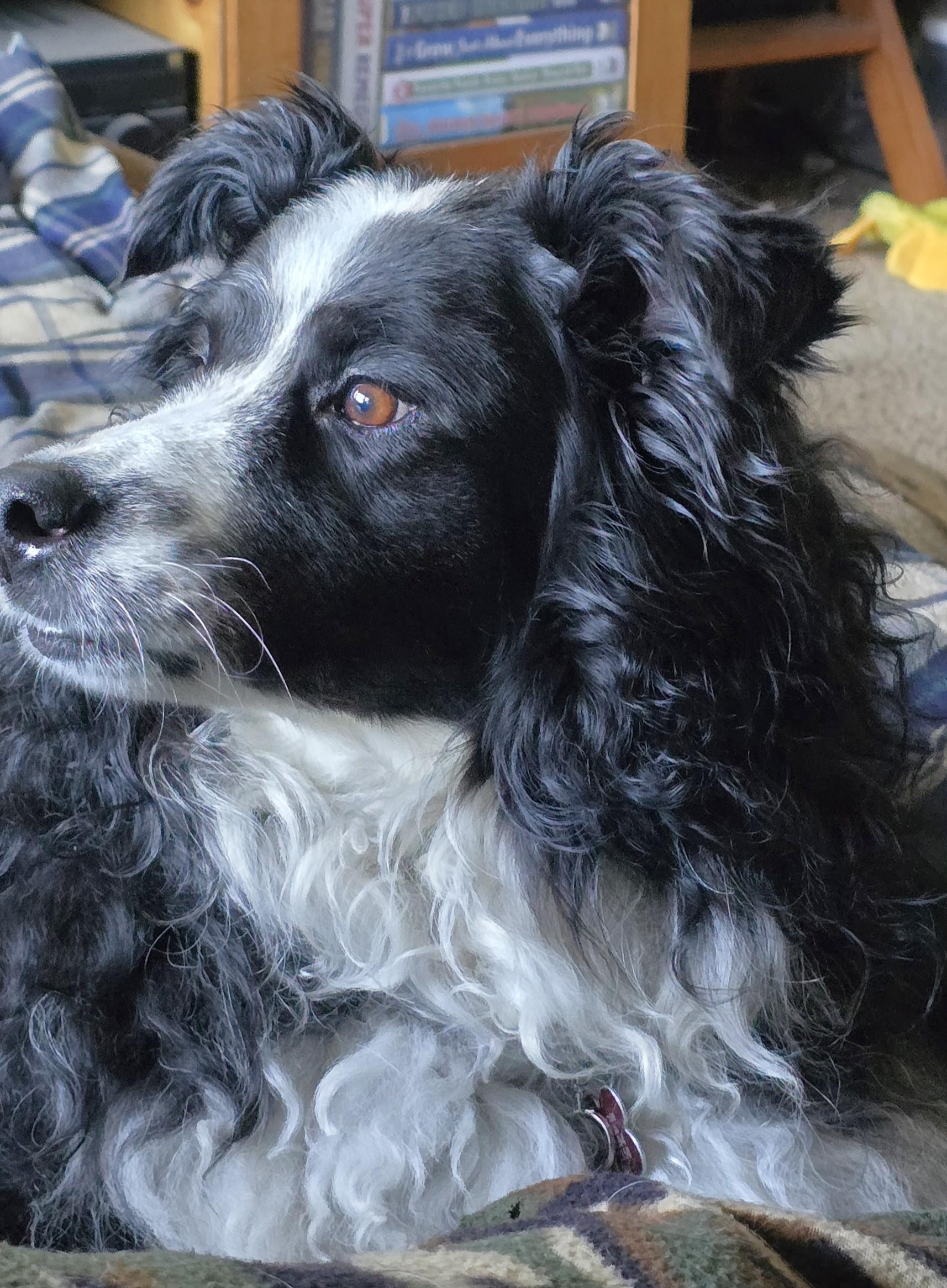 Trinket (Adopt or Foster-to-Adopt), a Adoptable Australian Shepherd in Minneapolis, MN image 4/6