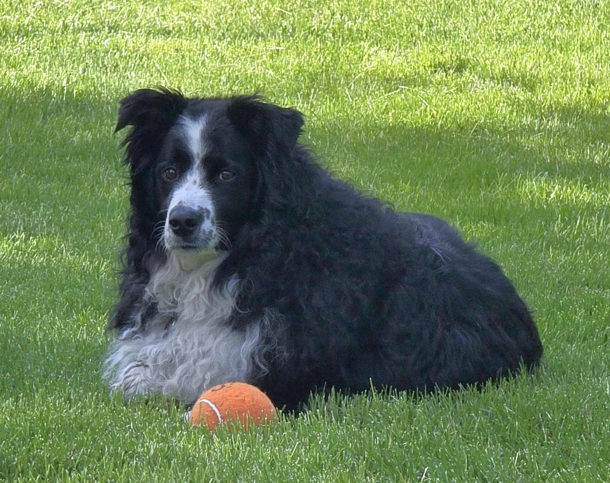 Trinket (Adopt or Foster-to-Adopt), a Adoptable Australian Shepherd in Minneapolis, MN image 3/6