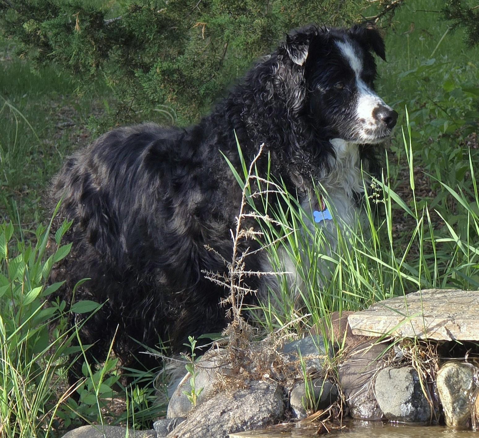 Trinket (Adopt or Foster-to-Adopt), a Adoptable Australian Shepherd in Minneapolis, MN image 5/6