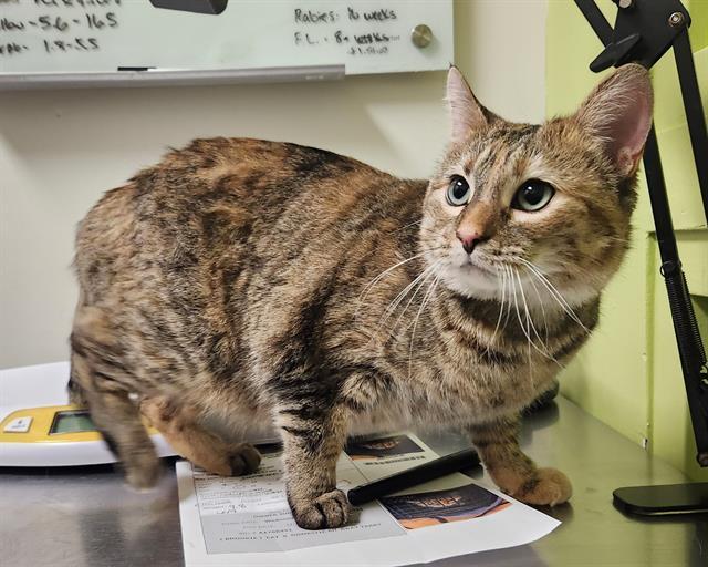 BROOKIE, Adoptable, Young Female Domestic Short Hair.