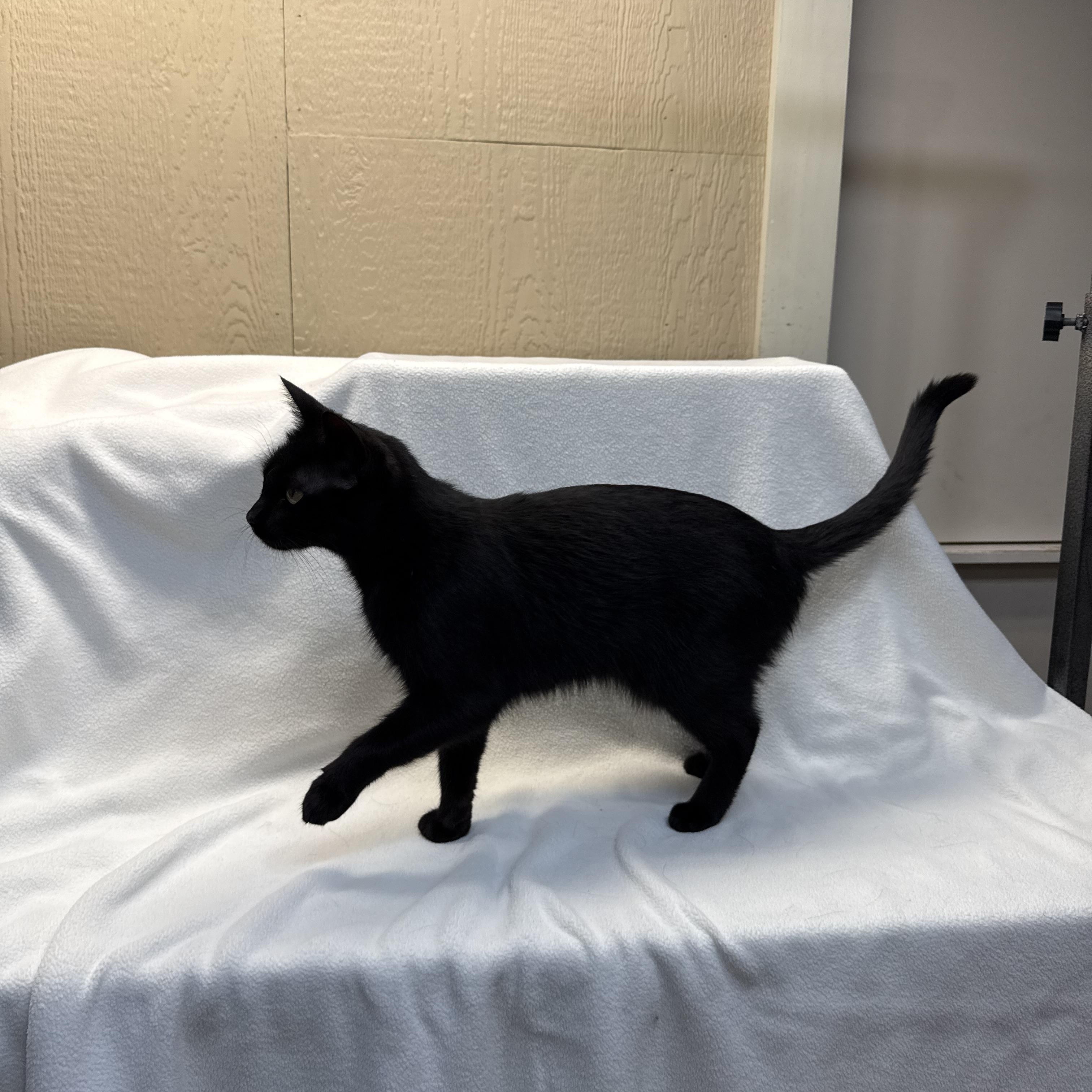 Enlarge Kimmy, a ADOPTABLE Domestic Short Hair in Novi, MI image 2/6