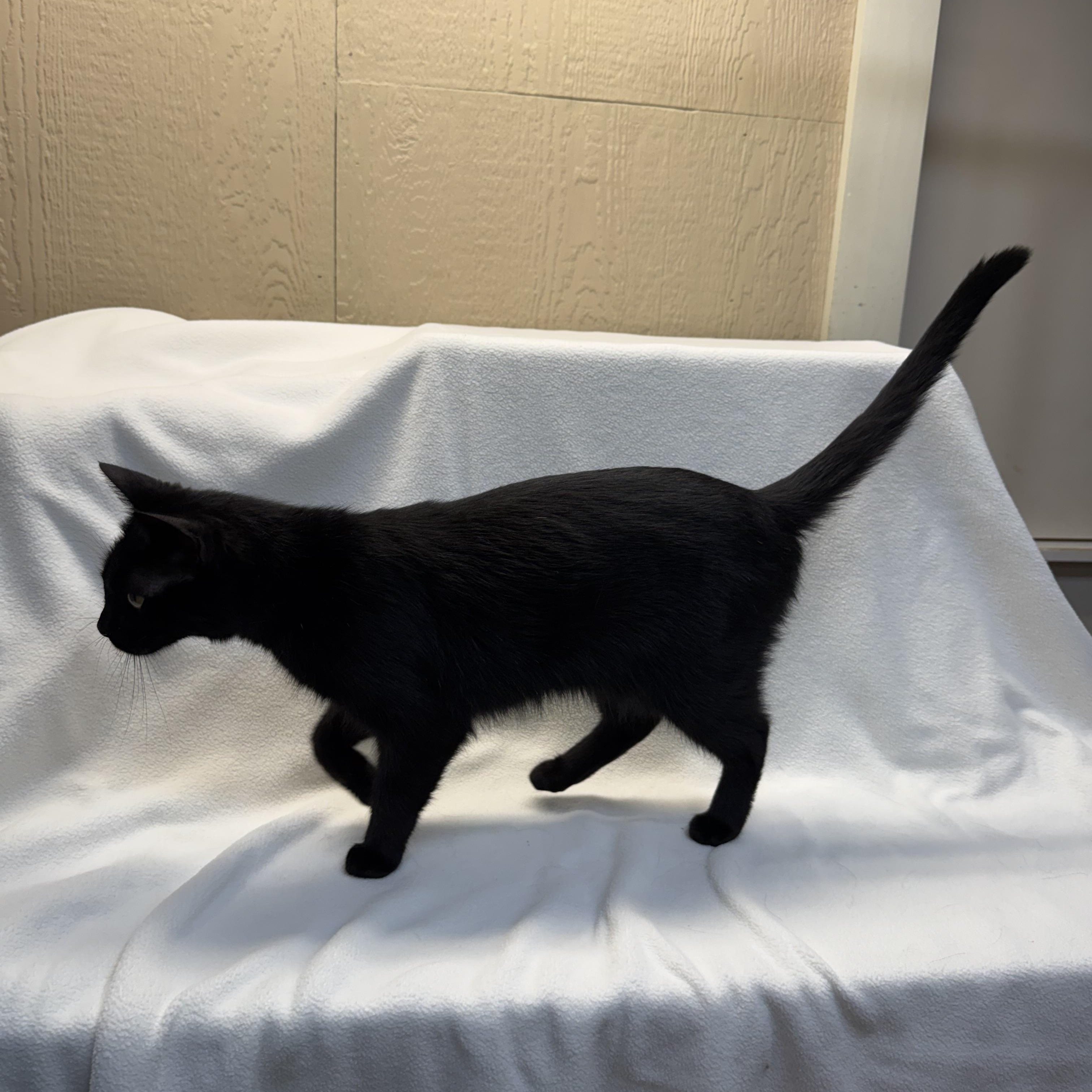 Enlarge Kimmy, a ADOPTABLE Domestic Short Hair in Novi, MI image 5/6