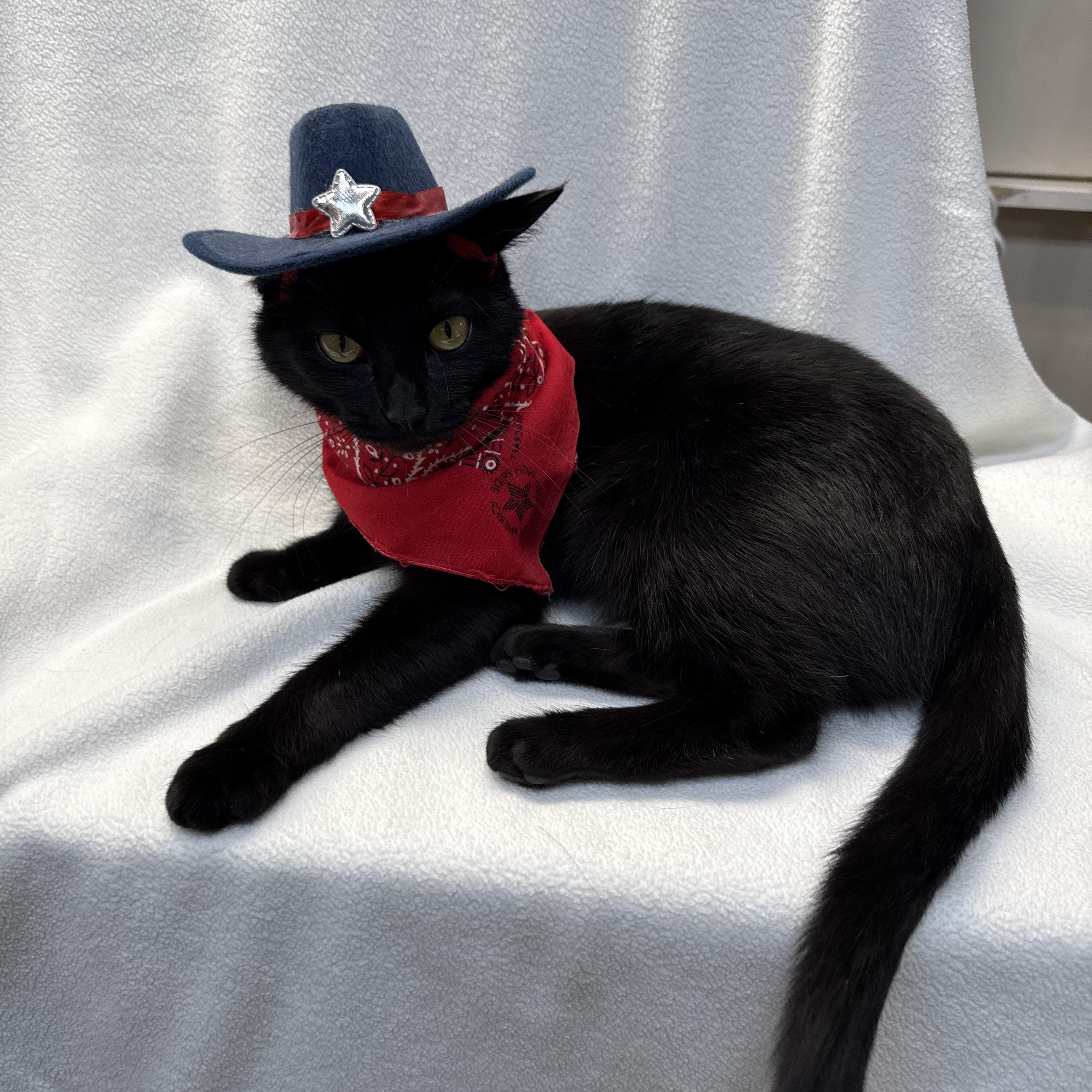 Enlarge Kimmy, a ADOPTABLE Domestic Short Hair in Novi, MI image 3/6