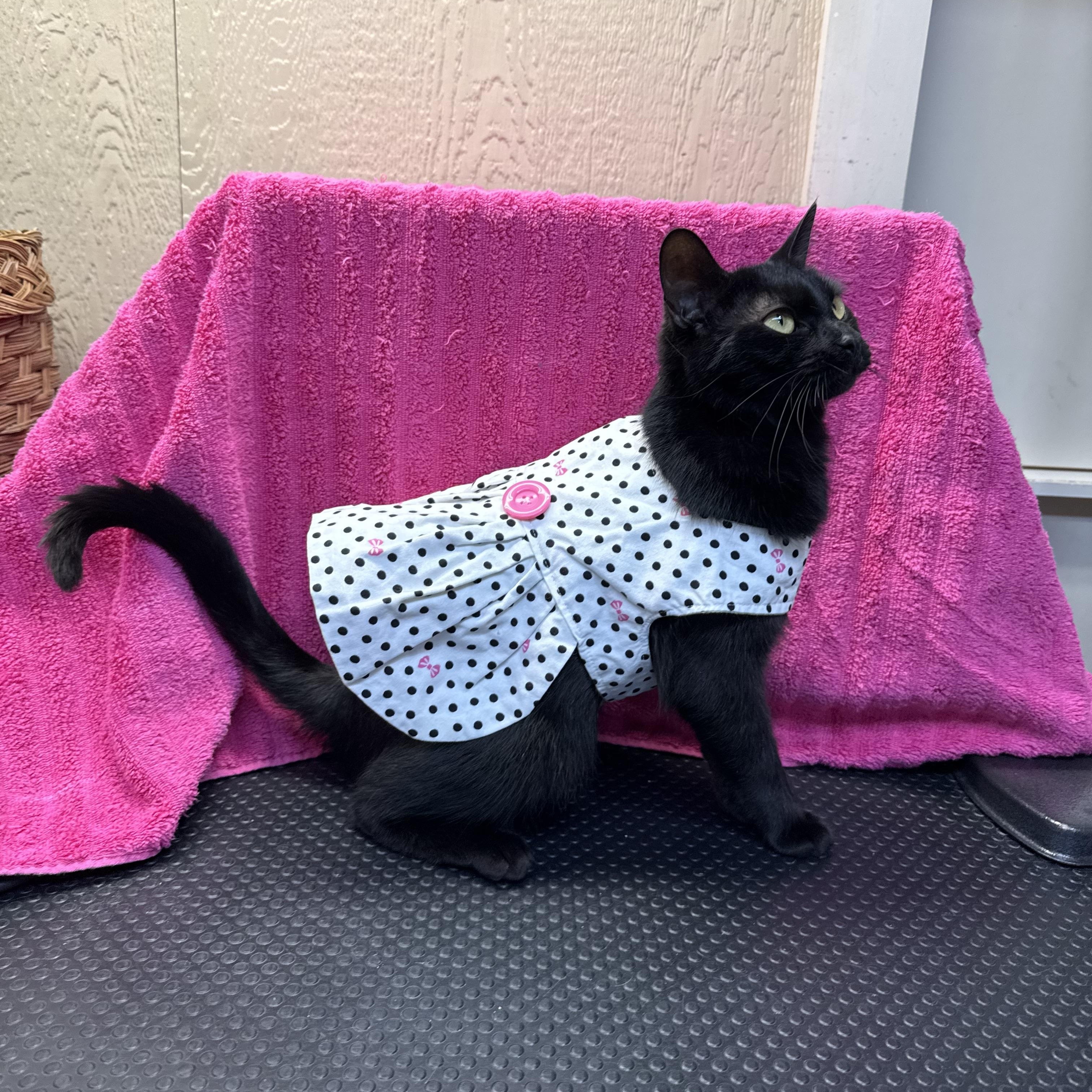 Enlarge Kimmy, a ADOPTABLE Domestic Short Hair in Novi, MI image 4/6