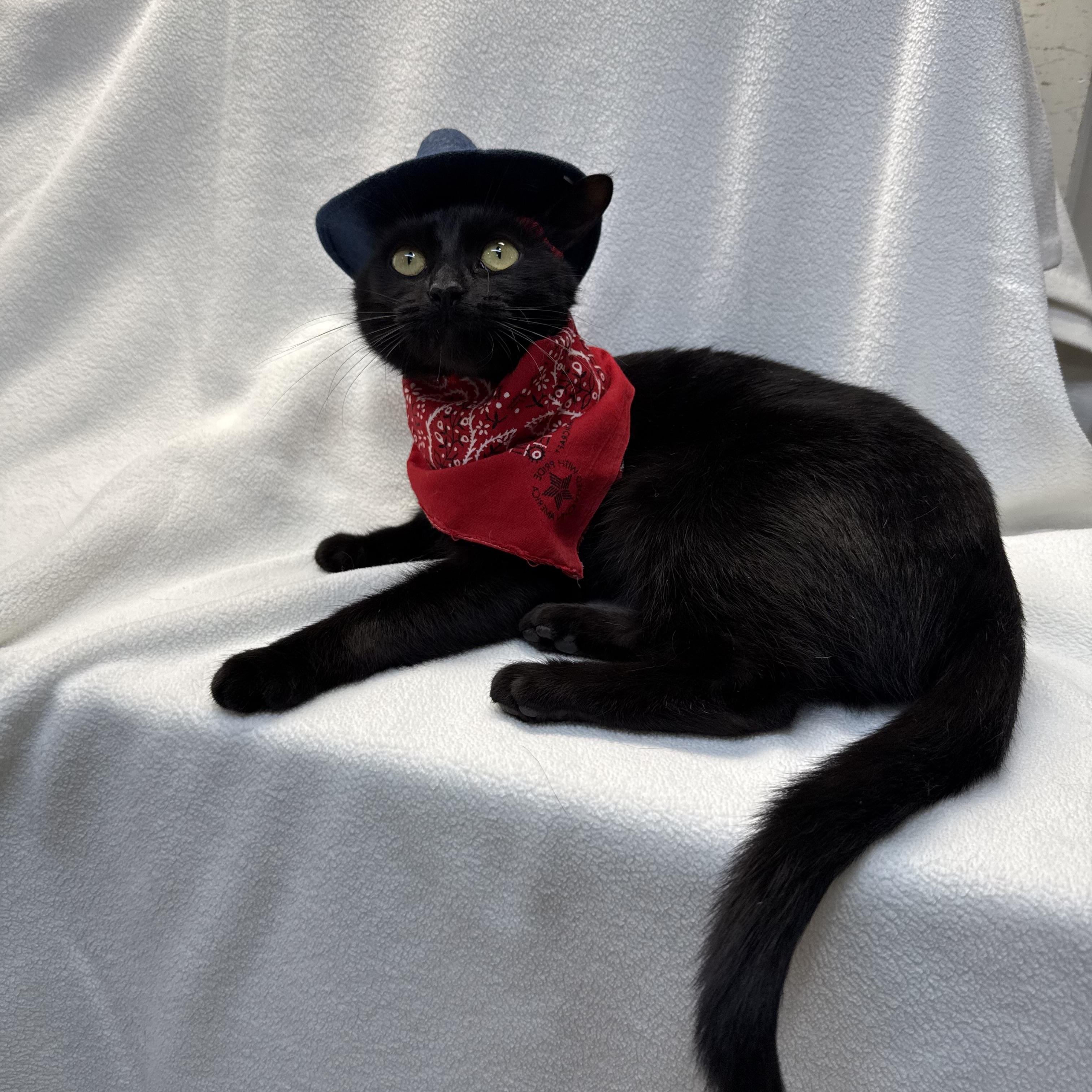 Enlarge Kimmy, a ADOPTABLE Domestic Short Hair in Novi, MI image 6/6