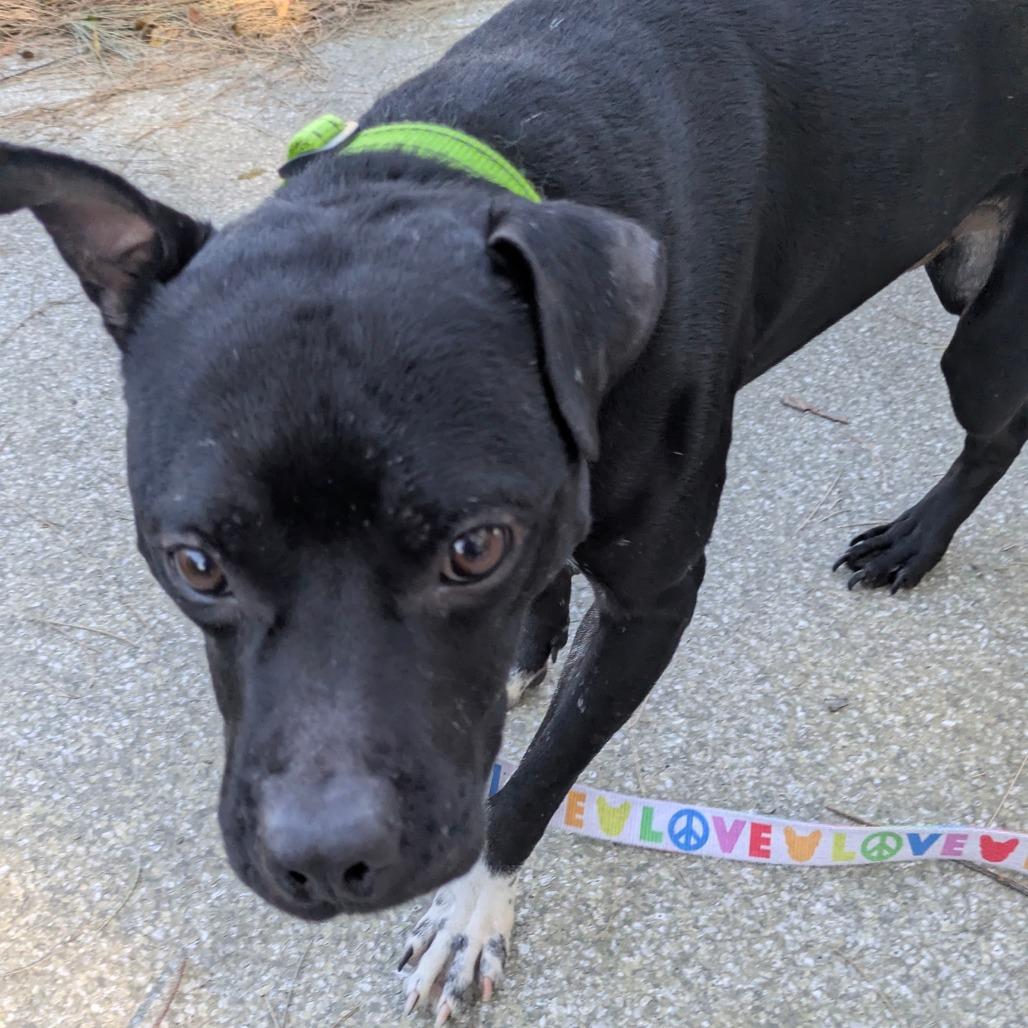 Baxter — thumbnail 2