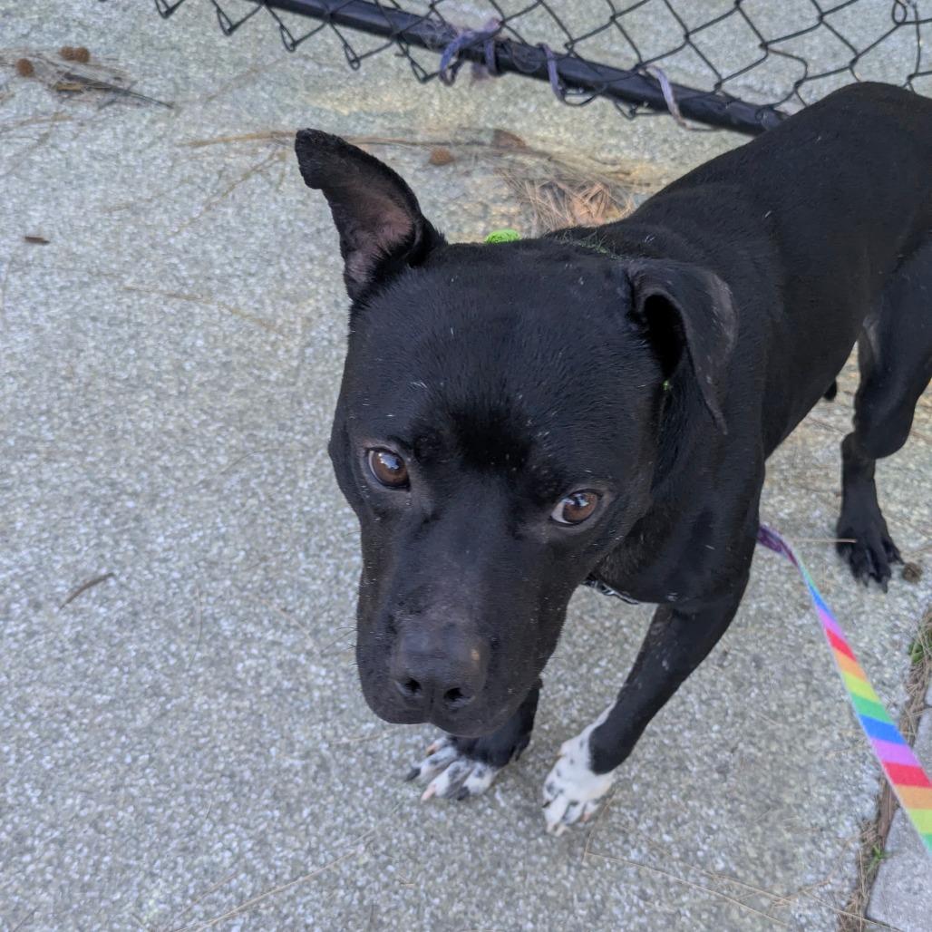 Baxter — thumbnail 4