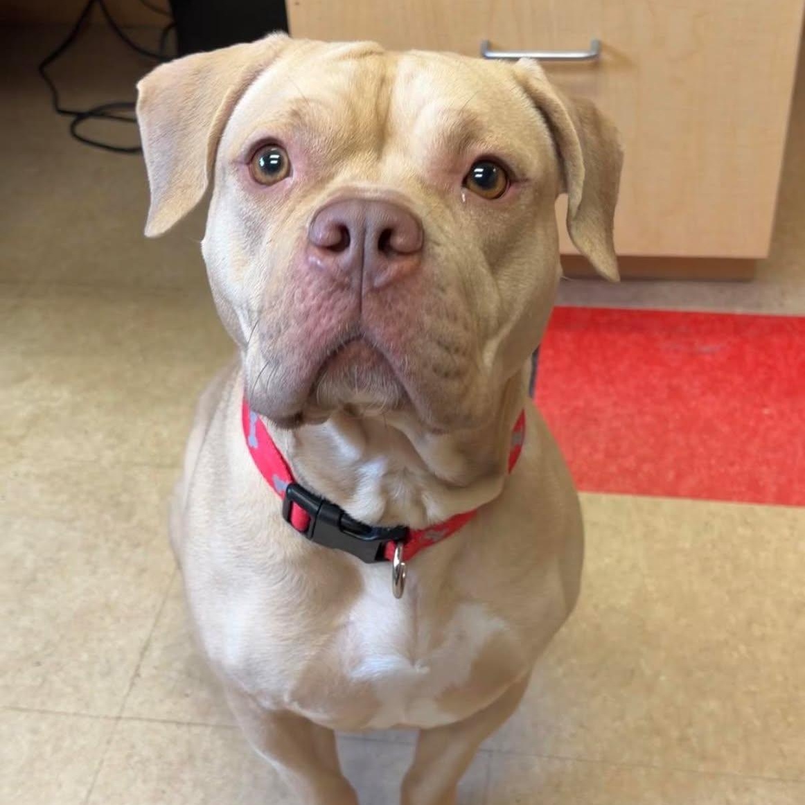 Bella, ADOPTABLE, Adult Female American Bully.