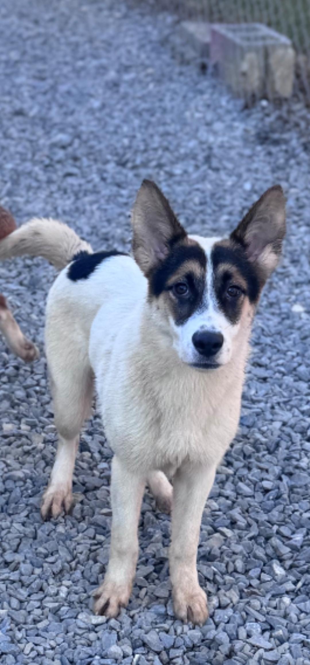 Enlarge Pumbaa, a Adoptable mixed breed in Willington, CT image 2/3