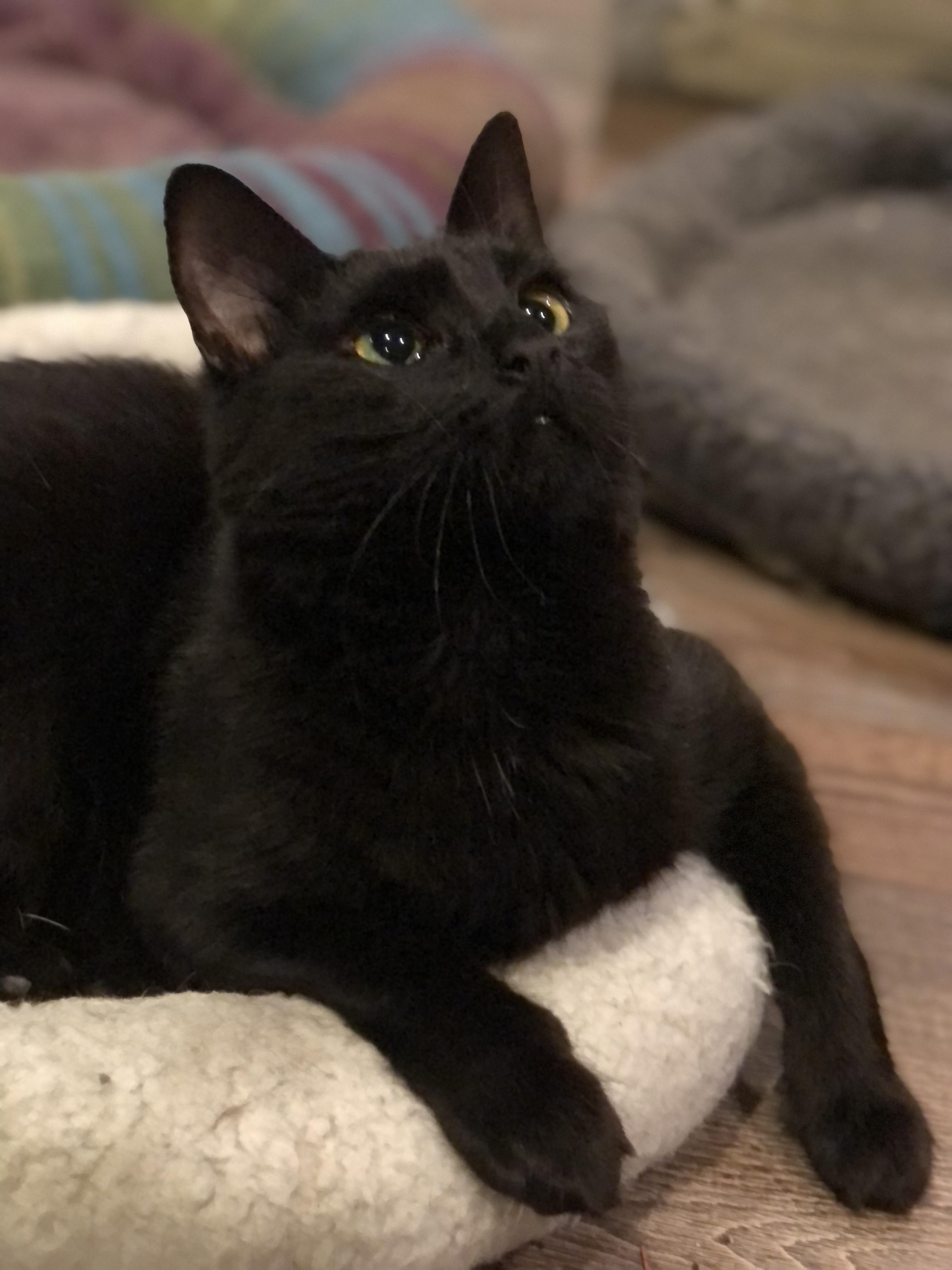 Enlarge Sissy, a Adoptable Domestic Long Hair in Puyallup, WA image 3/5