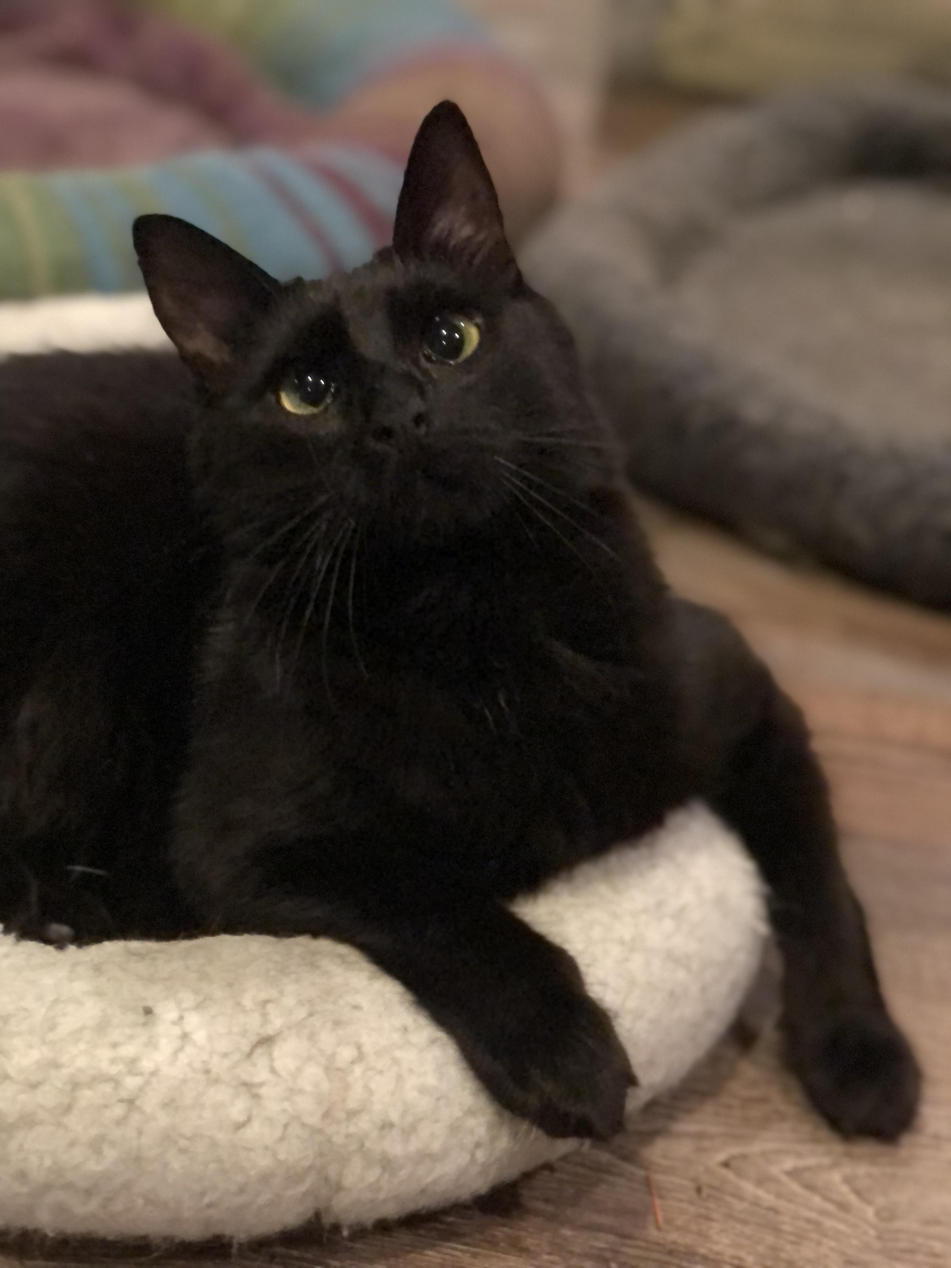 Enlarge Sissy, a Adoptable Domestic Long Hair in Puyallup, WA image 1/5