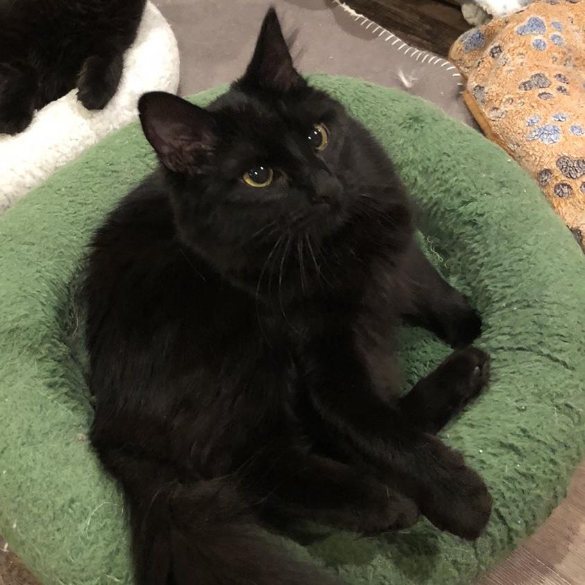 Enlarge Sissy, a Adoptable Domestic Long Hair in Puyallup, WA image 2/5