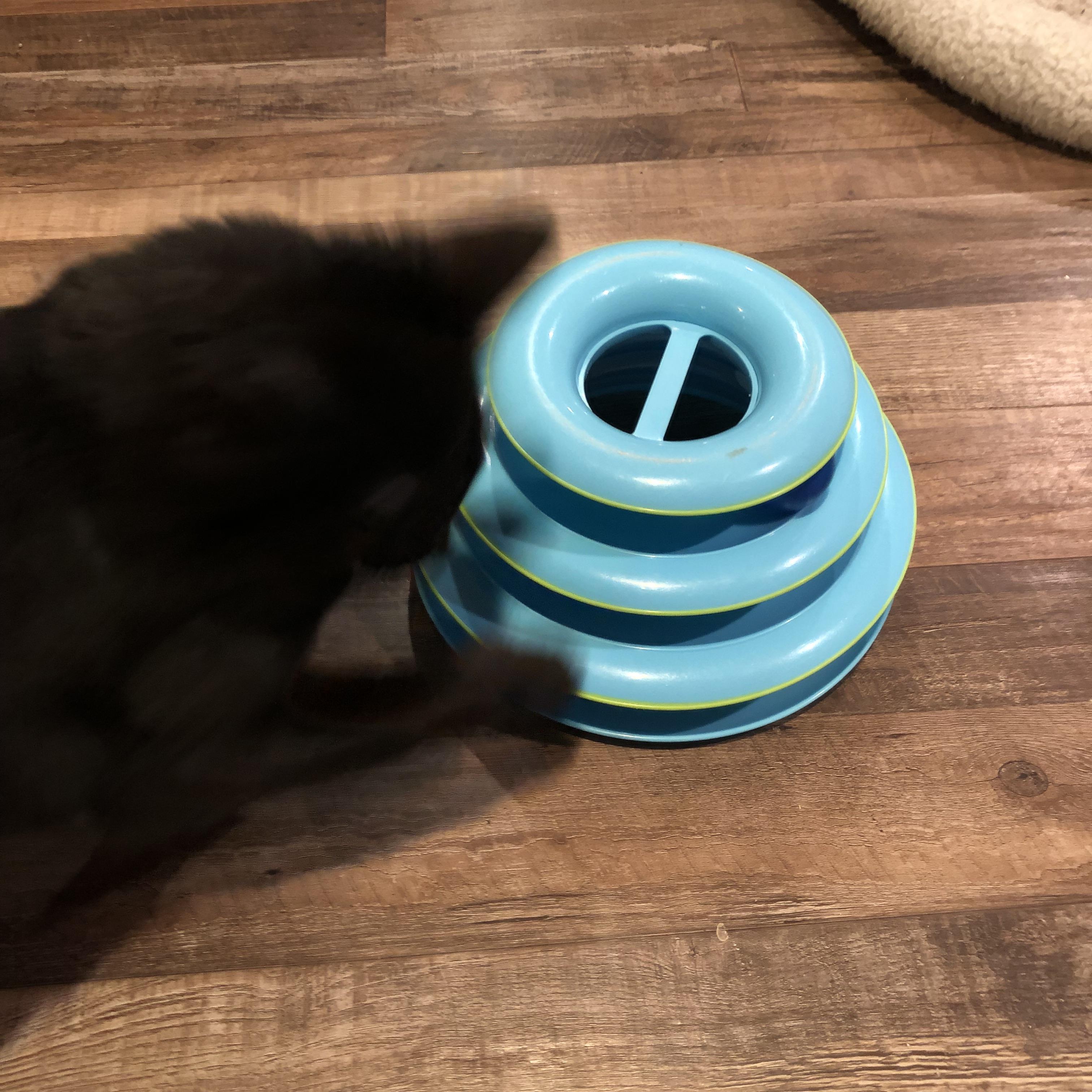 Enlarge Sissy, a Adoptable Domestic Long Hair in Puyallup, WA image 5/5