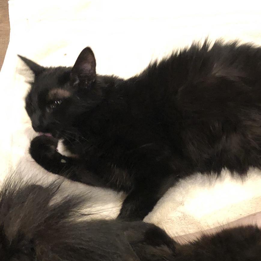 Enlarge Sissy, a Adoptable Domestic Long Hair in Puyallup, WA image 4/5