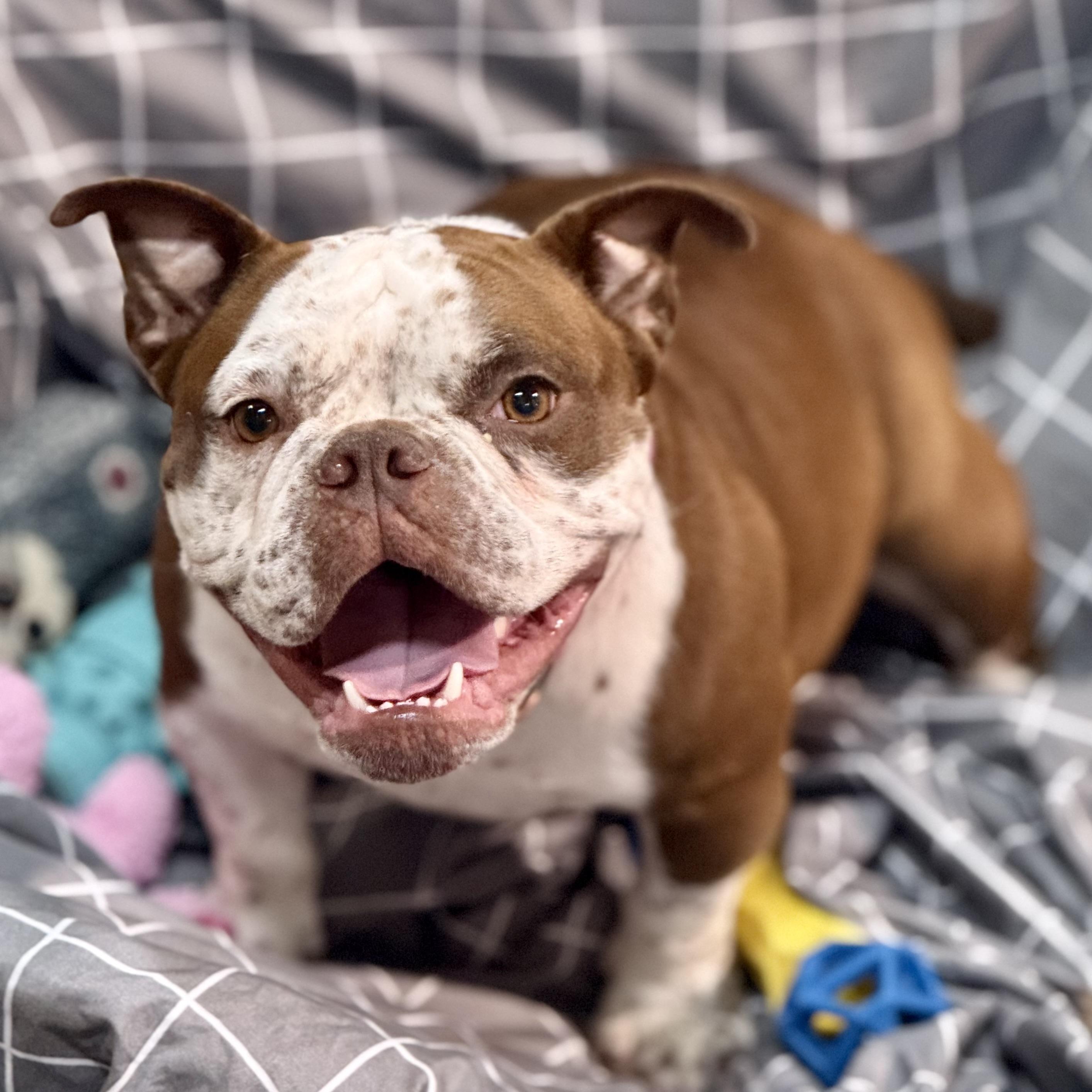 Fannie, Adopted, Young Female Bulldog.